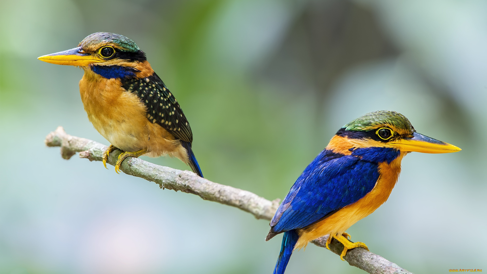 животные, зимородки, рыболовы, ветка