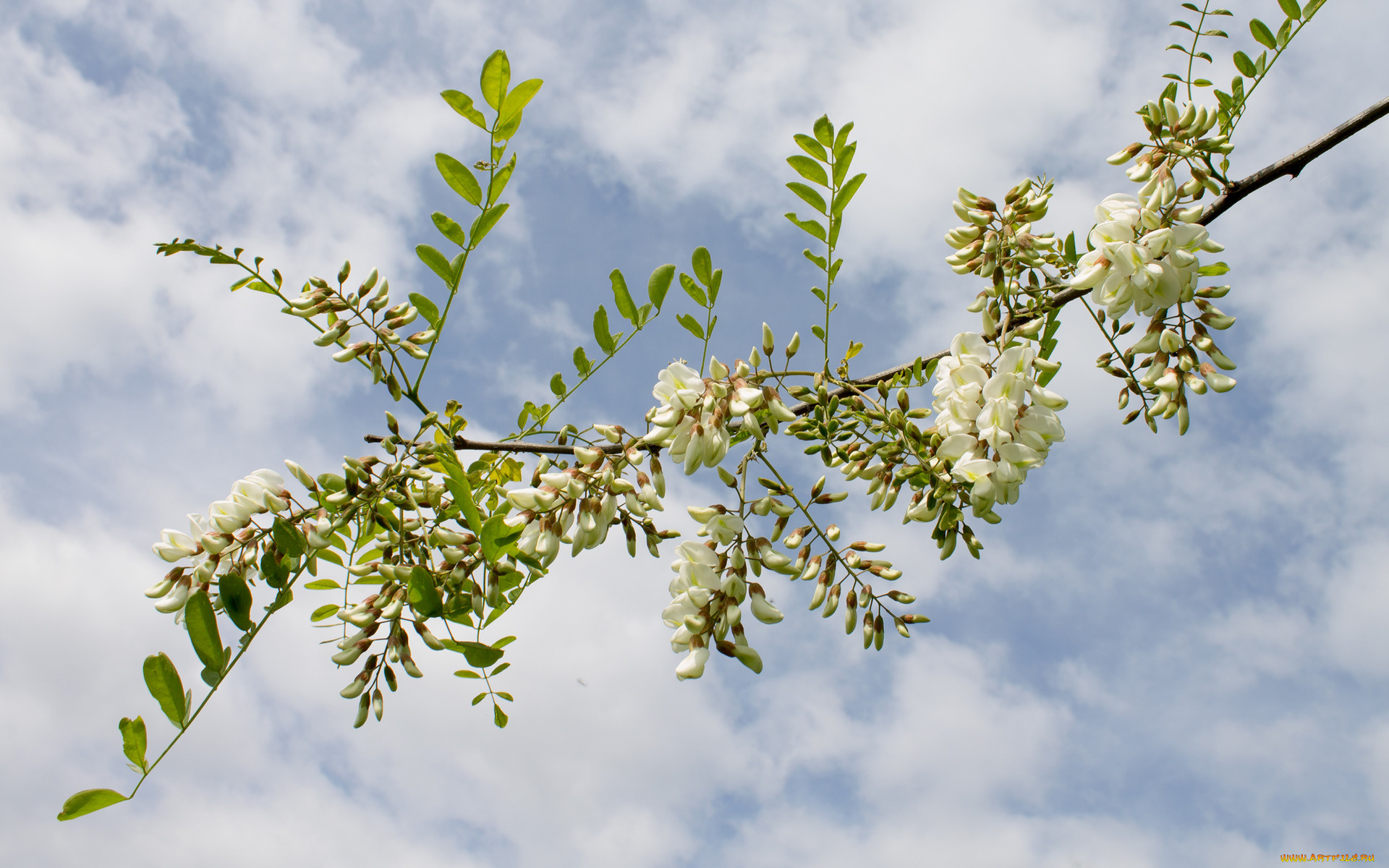 цветы, акация, ветка, небо