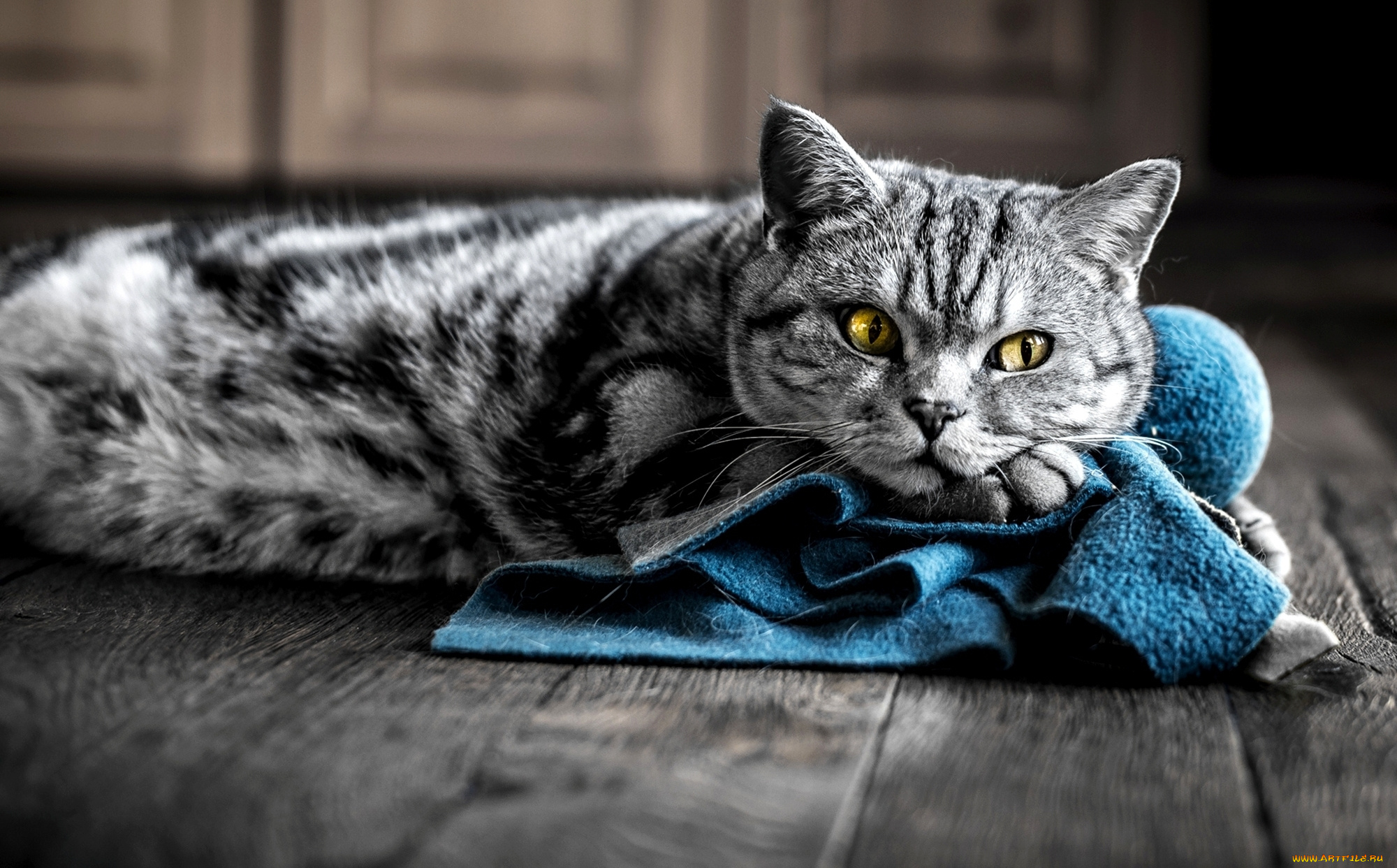 животные, коты, котейка