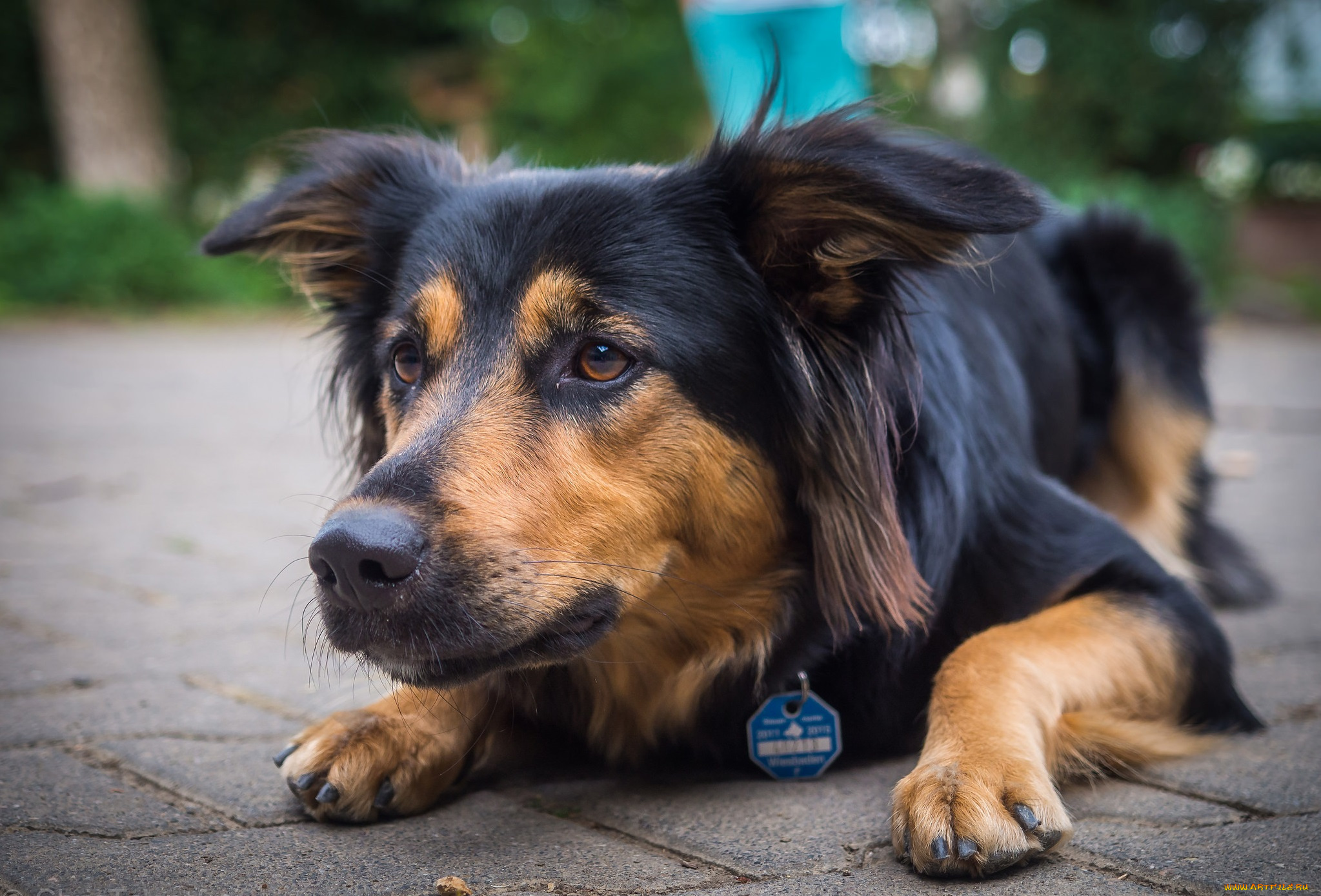 животные, собаки, пес, взгляд, морда