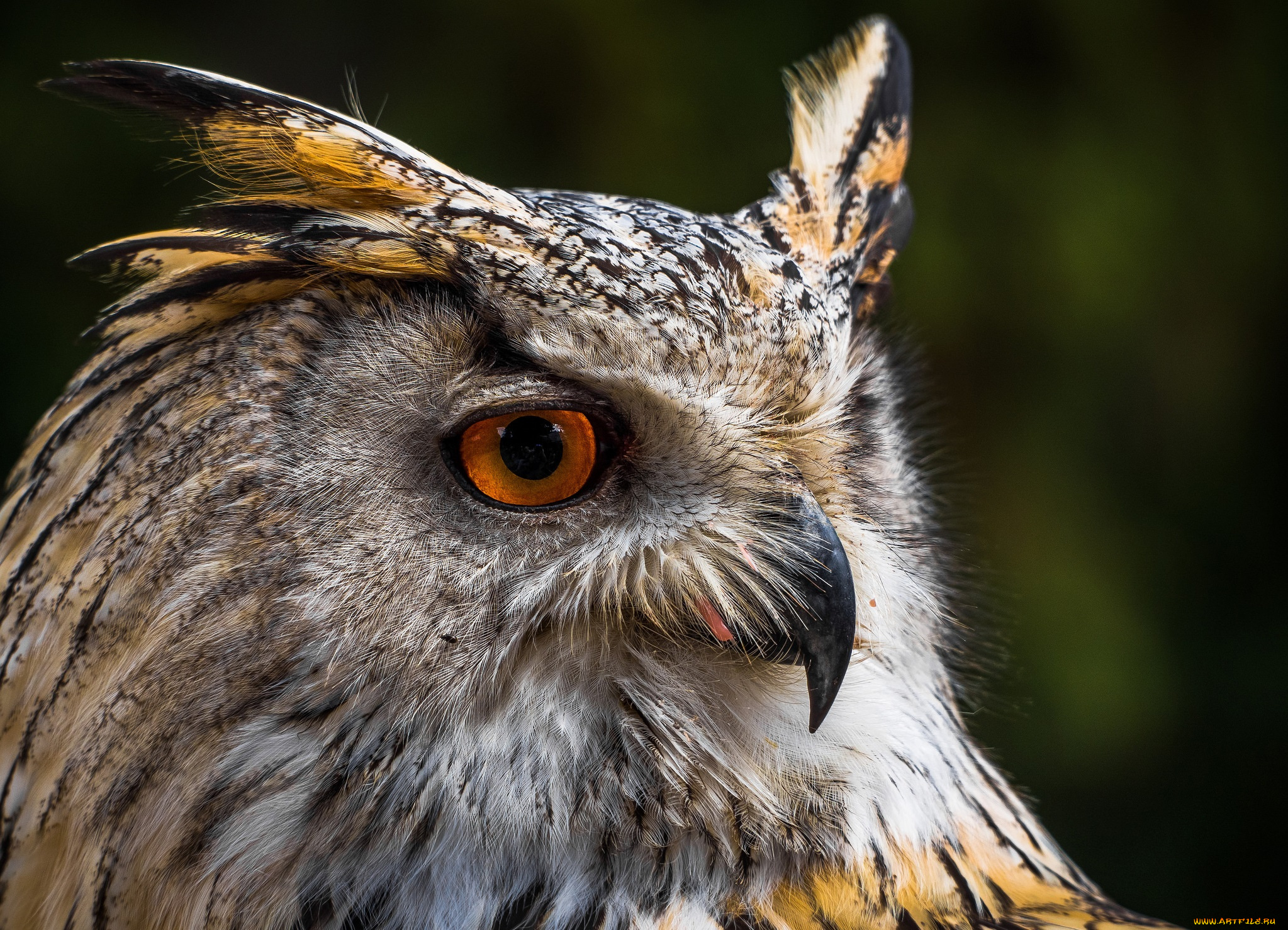 животные, совы, взгляд, глаза, голова, сова