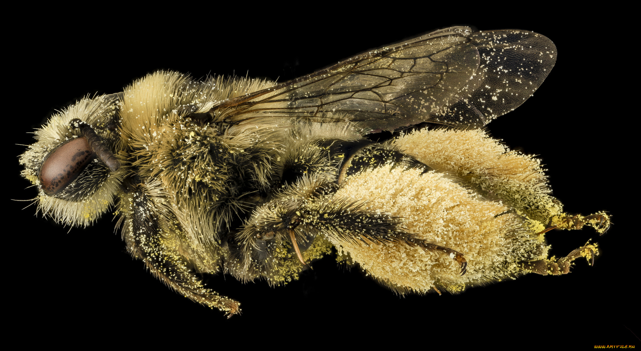 животные, насекомые, насекомое, макросъемка