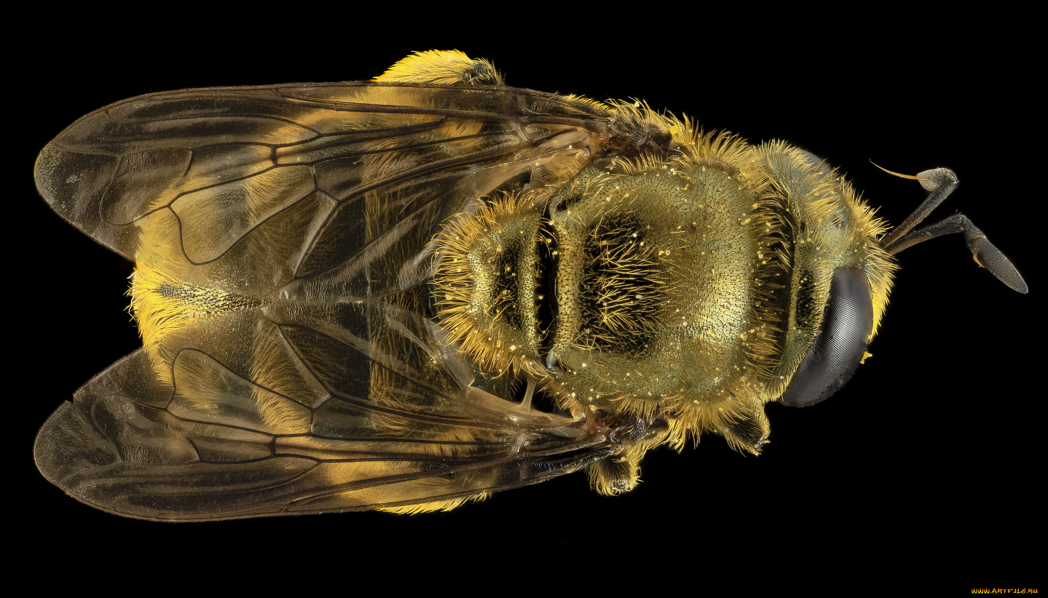 животные, насекомые, насекомое, макросъемка