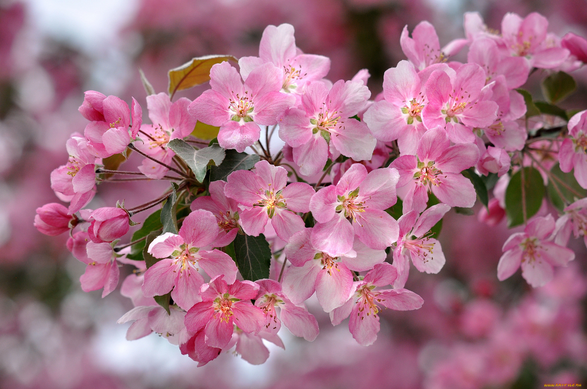 цветы, цветущие, деревья, , , кустарники, розовый