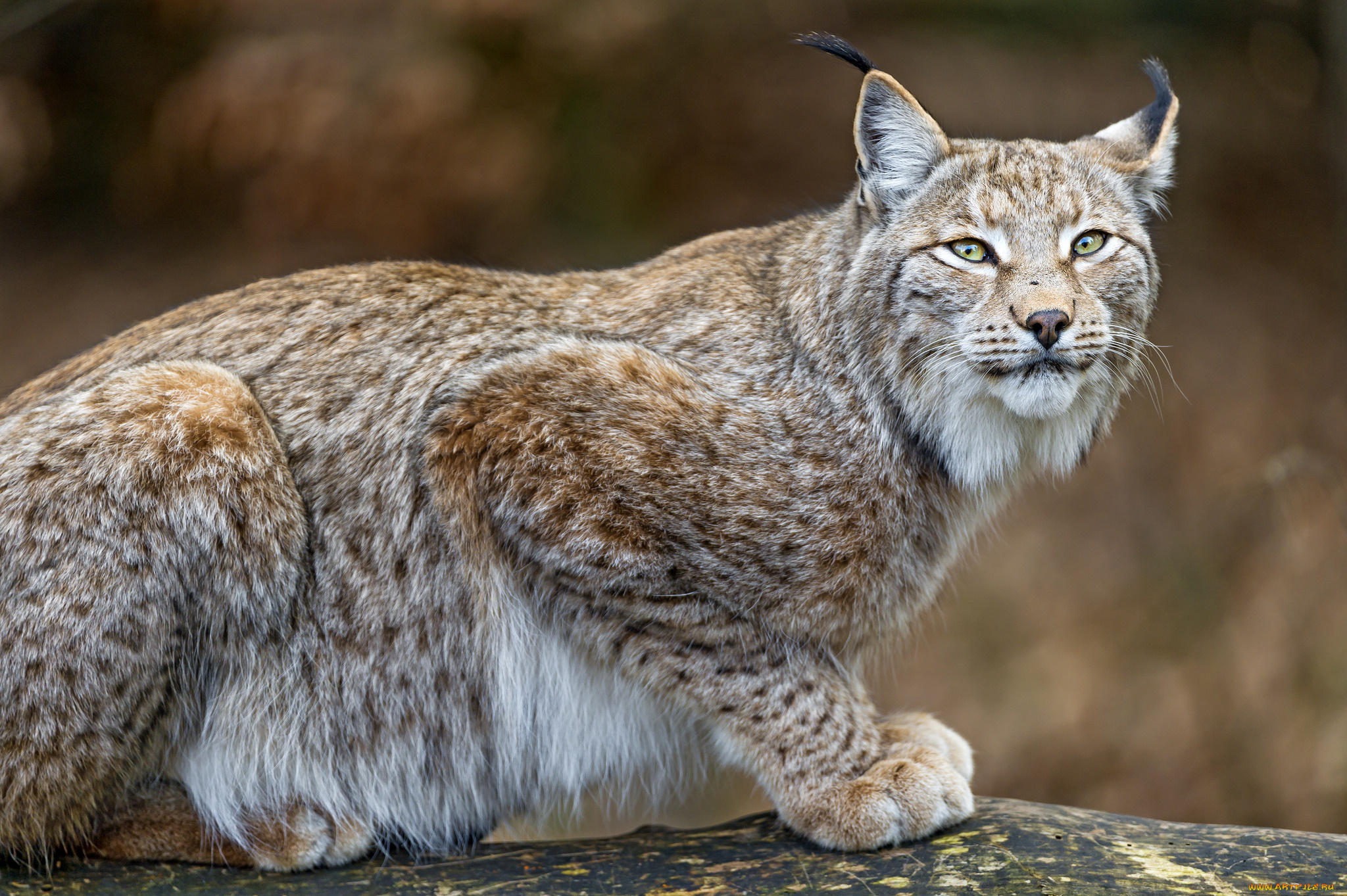 животные, рыси, кошка