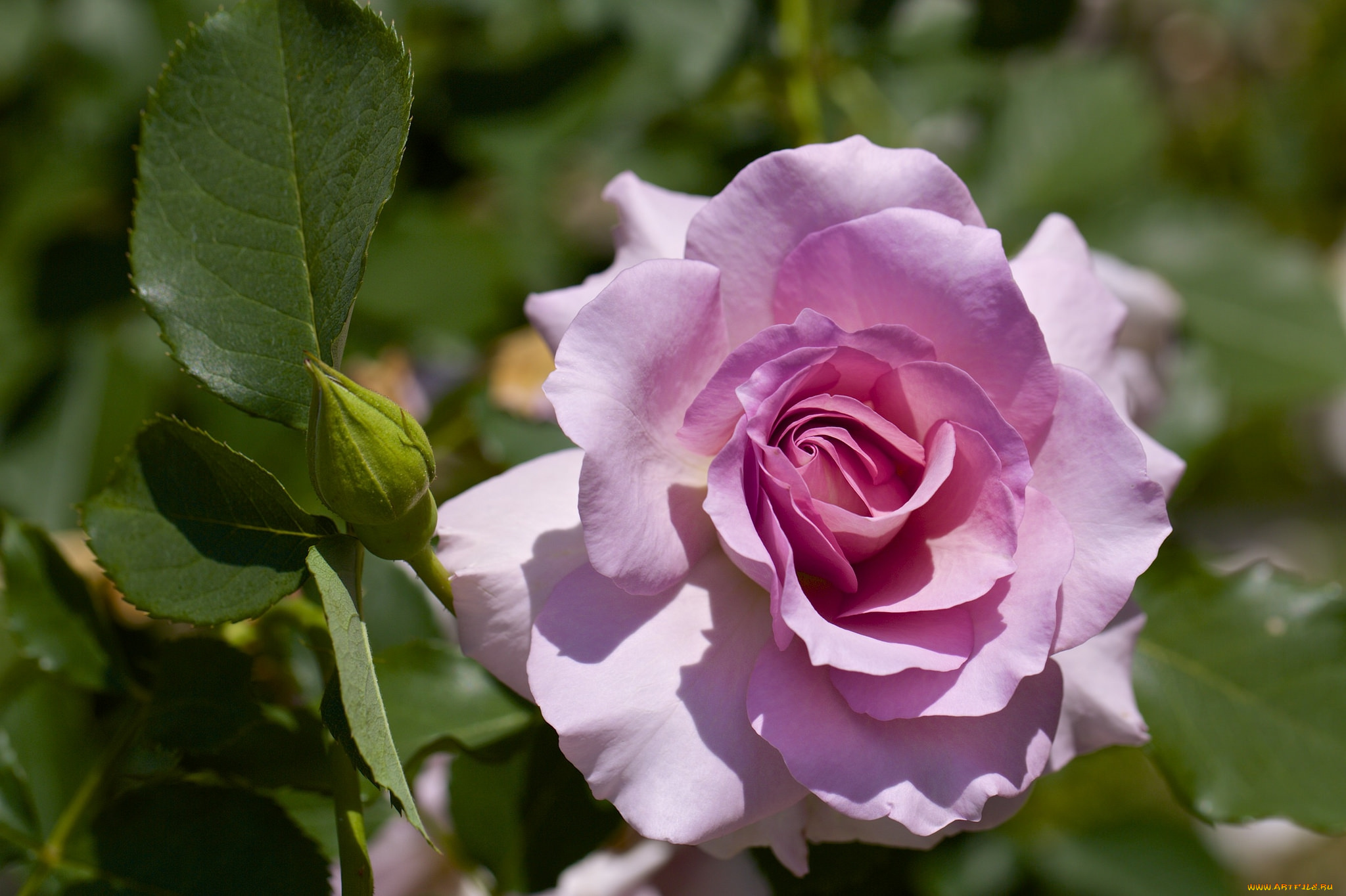 цветы, розы, розовый