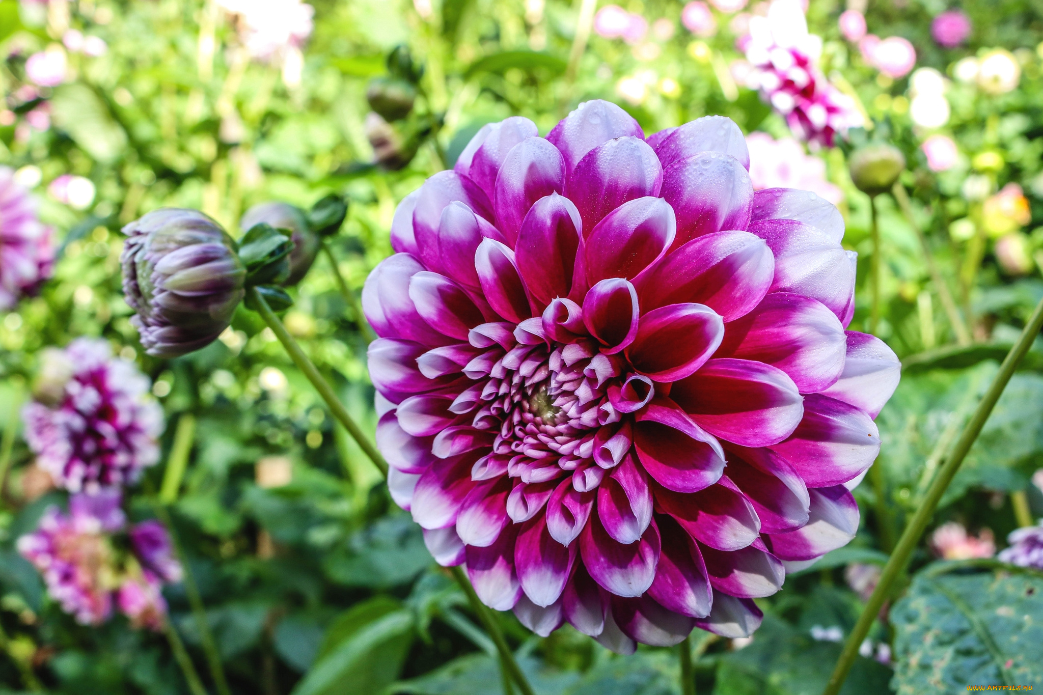 цветы, георгины, макро