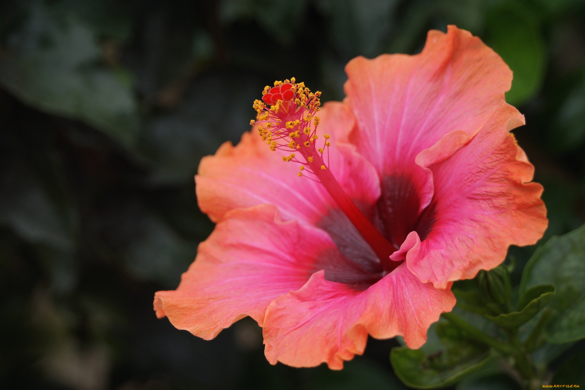 цветы, гибискусы, макро