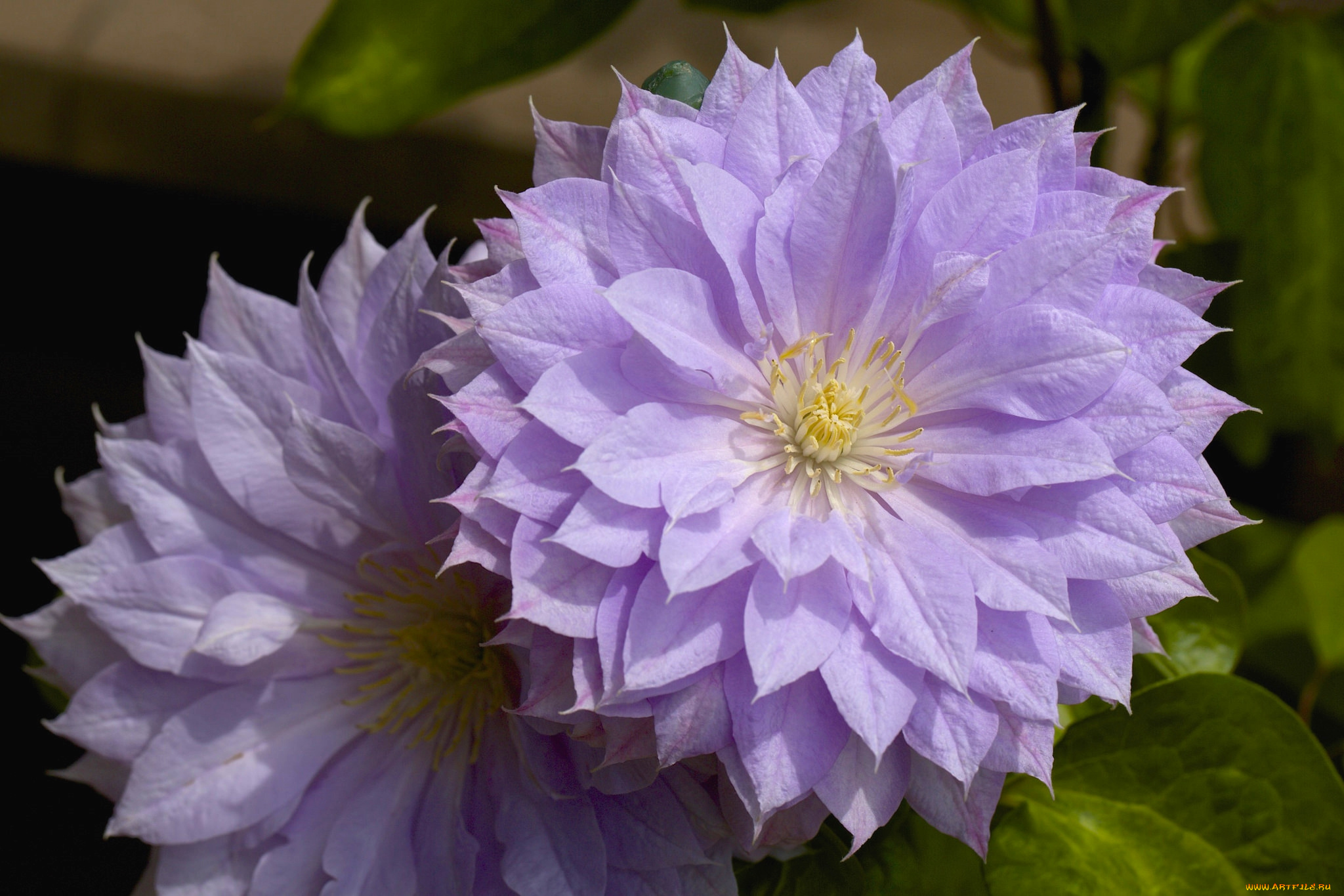 цветы, клематис, , ломонос, макро