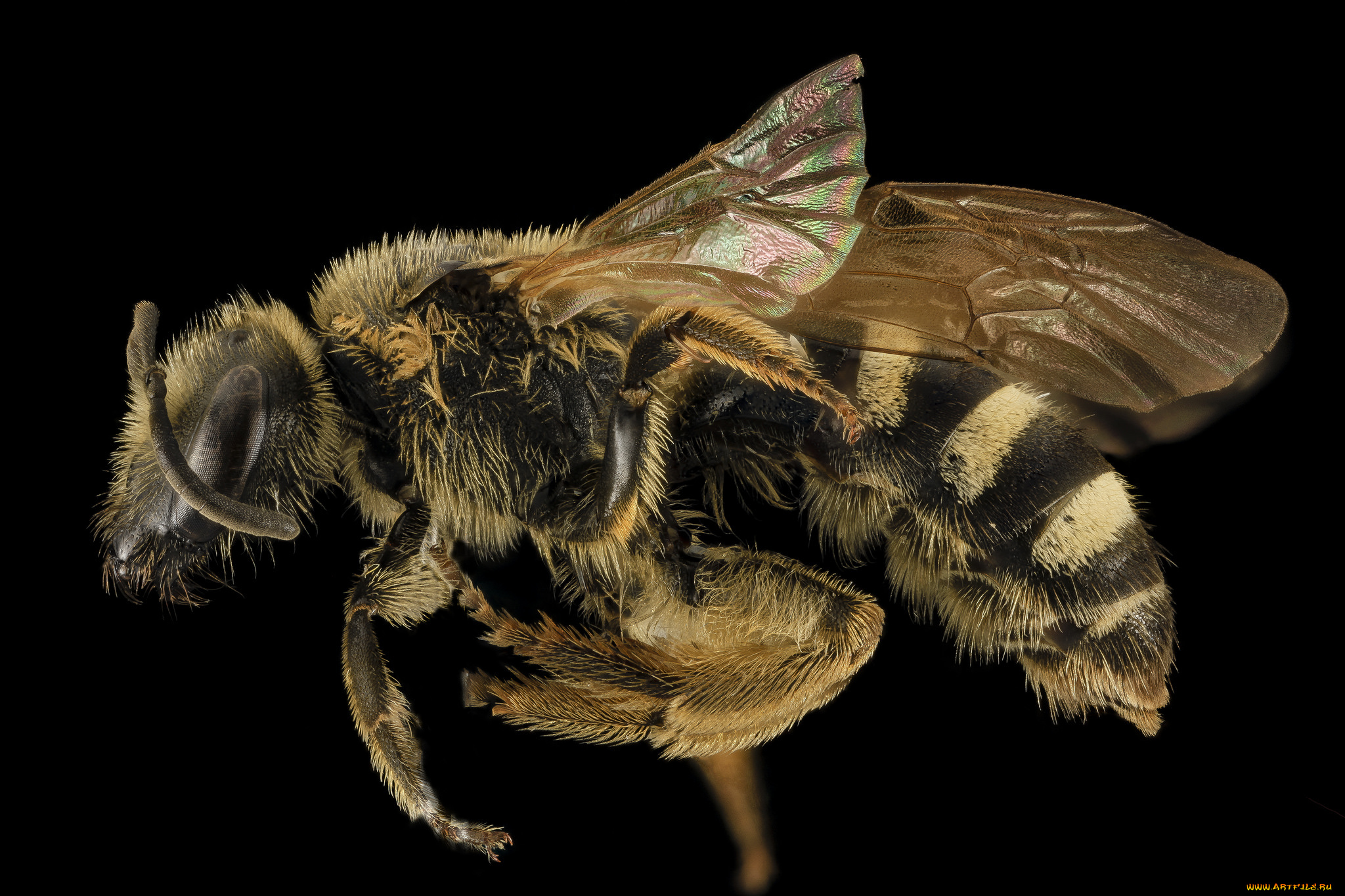 животные, пчелы, , осы, , шмели, насекомое, макросъемка