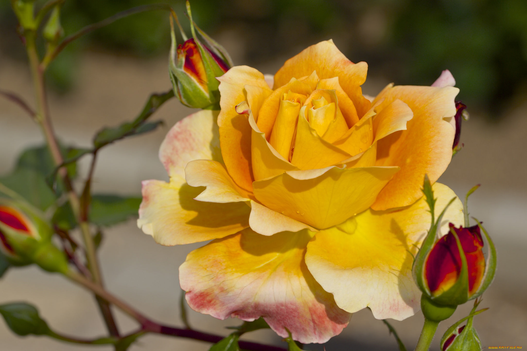 цветы, розы, макро