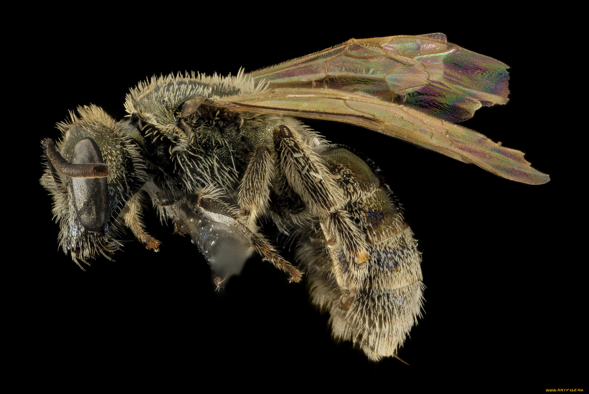 животные, насекомые, насекомое, макросъемка