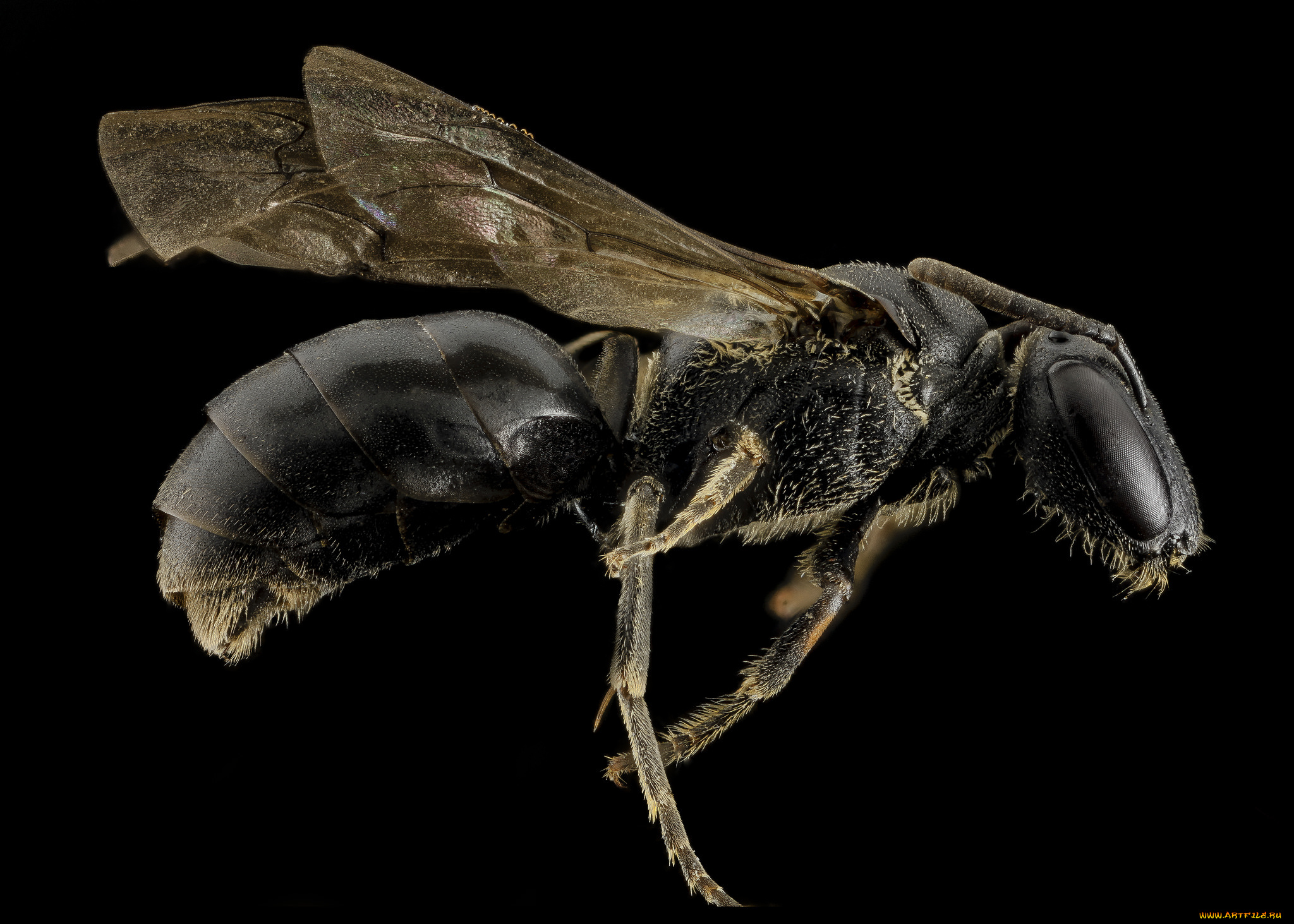 животные, насекомые, насекомое, макросъемка