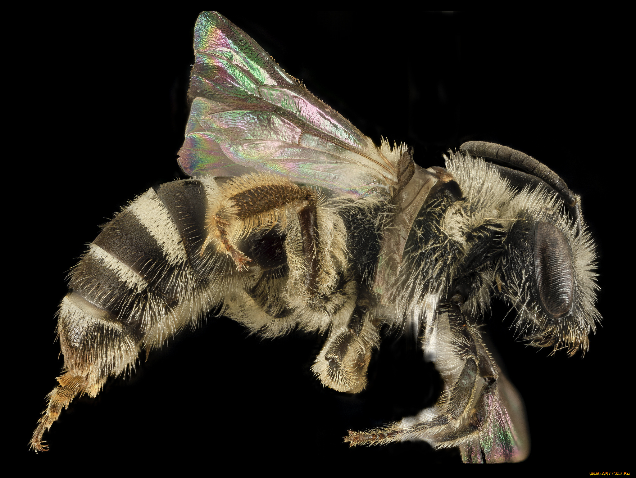 животные, пчелы, , осы, , шмели, макросъемка, насекомое