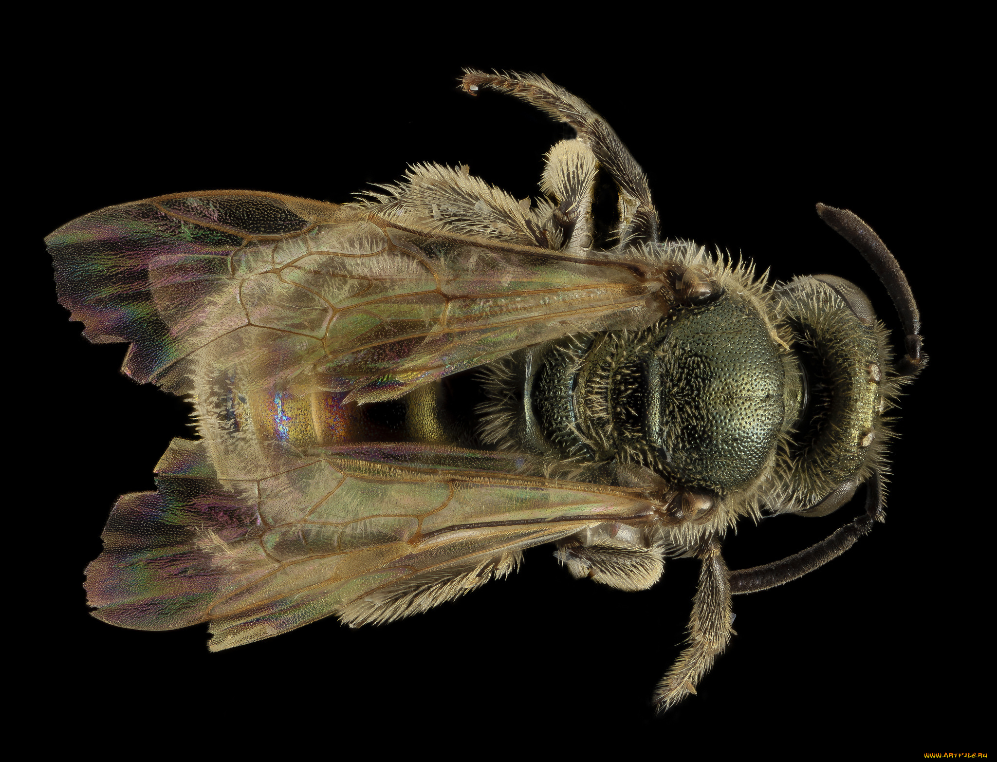 животные, пчелы, , осы, , шмели, макросъемка, насекомое