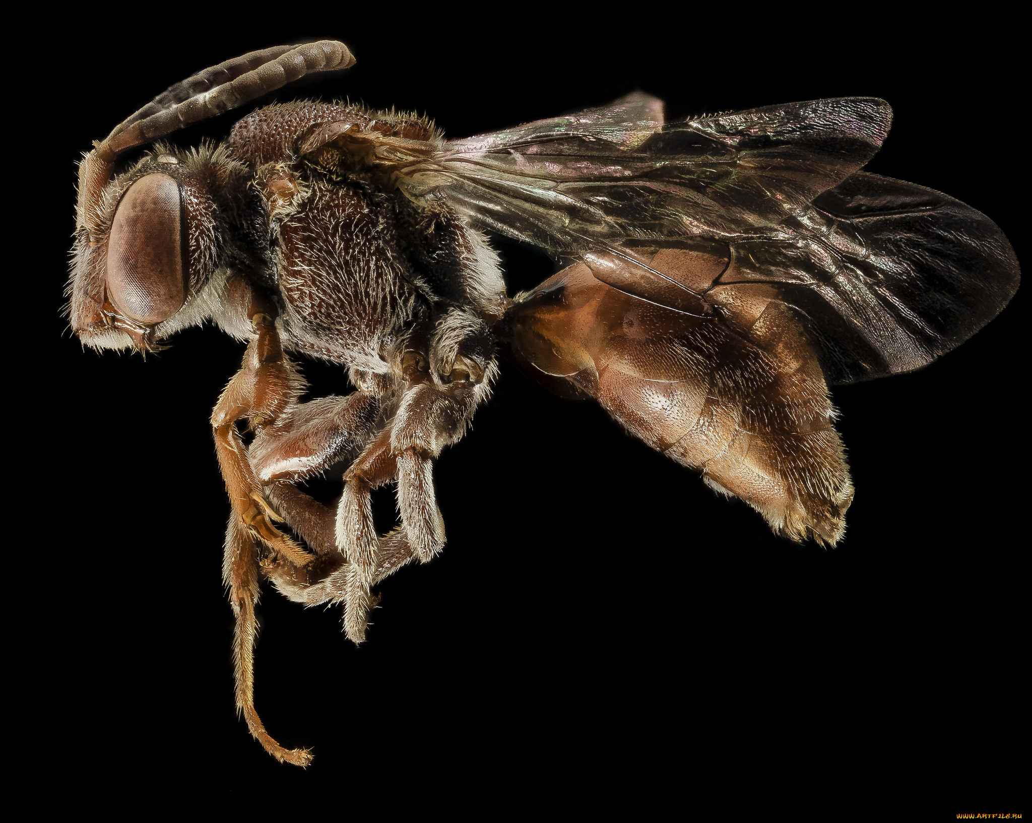 животные, насекомые, макросъемка, насекомое