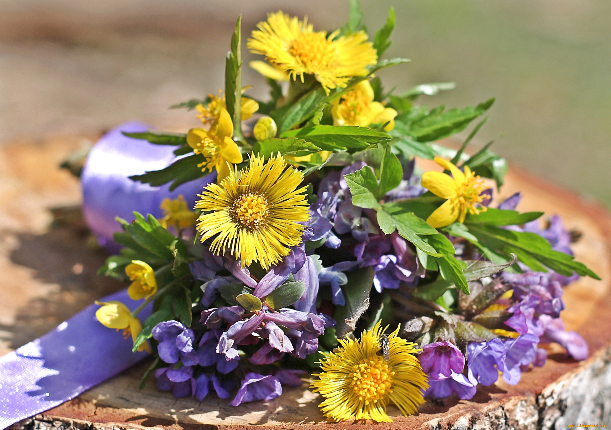 цветы, луговые, , полевые, , цветы, букетик