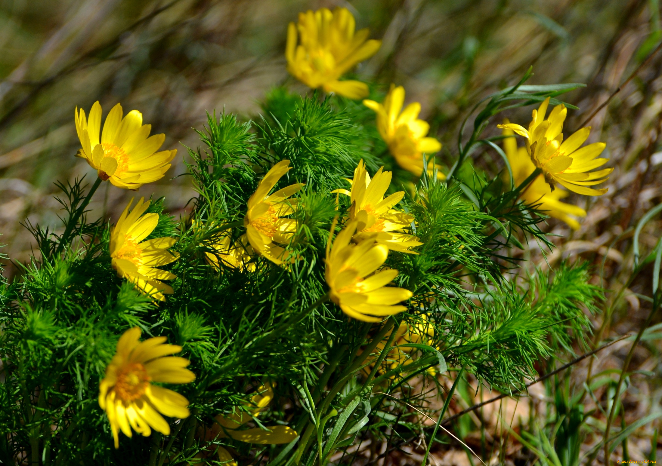 цветы, анемоны, , адонисы, адонис