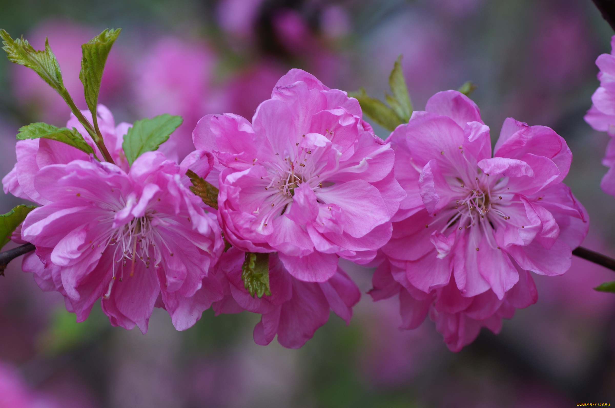 цветы, сакура, , вишня, розовый