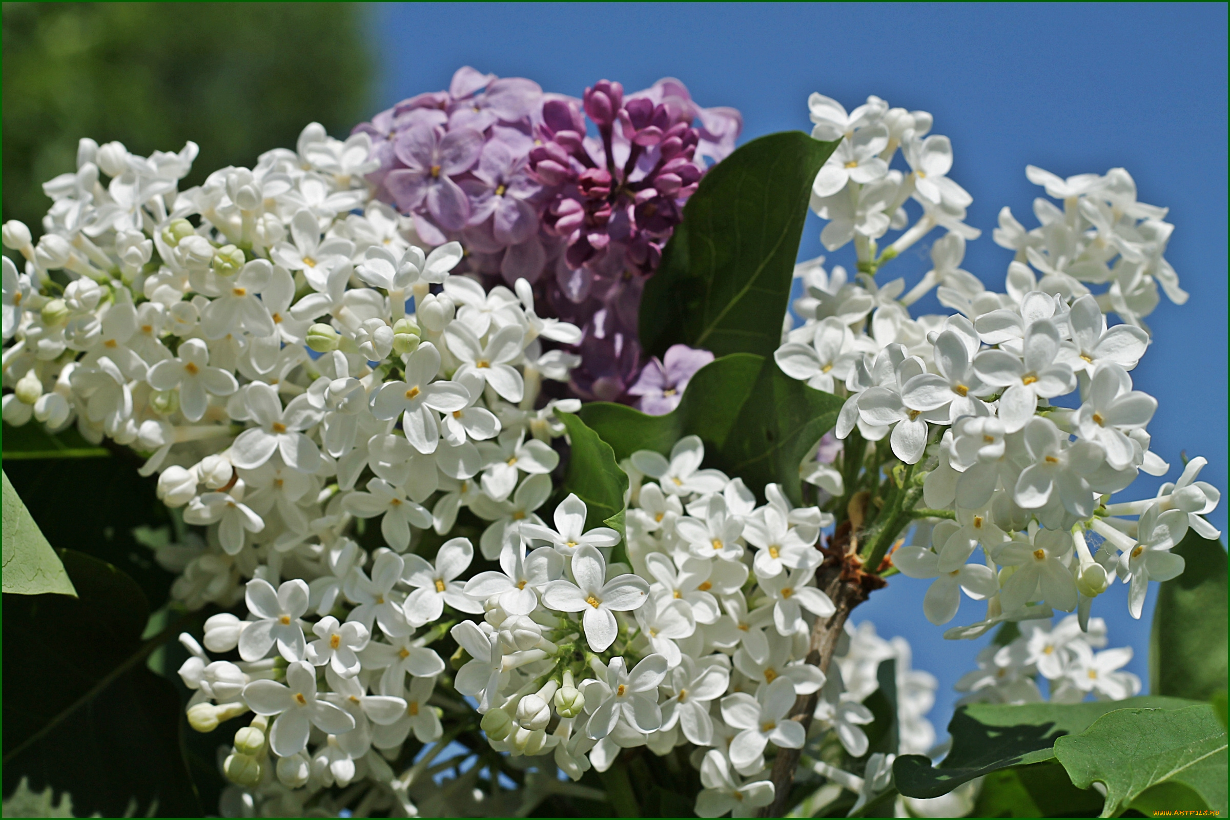 цветы, сирень, весна