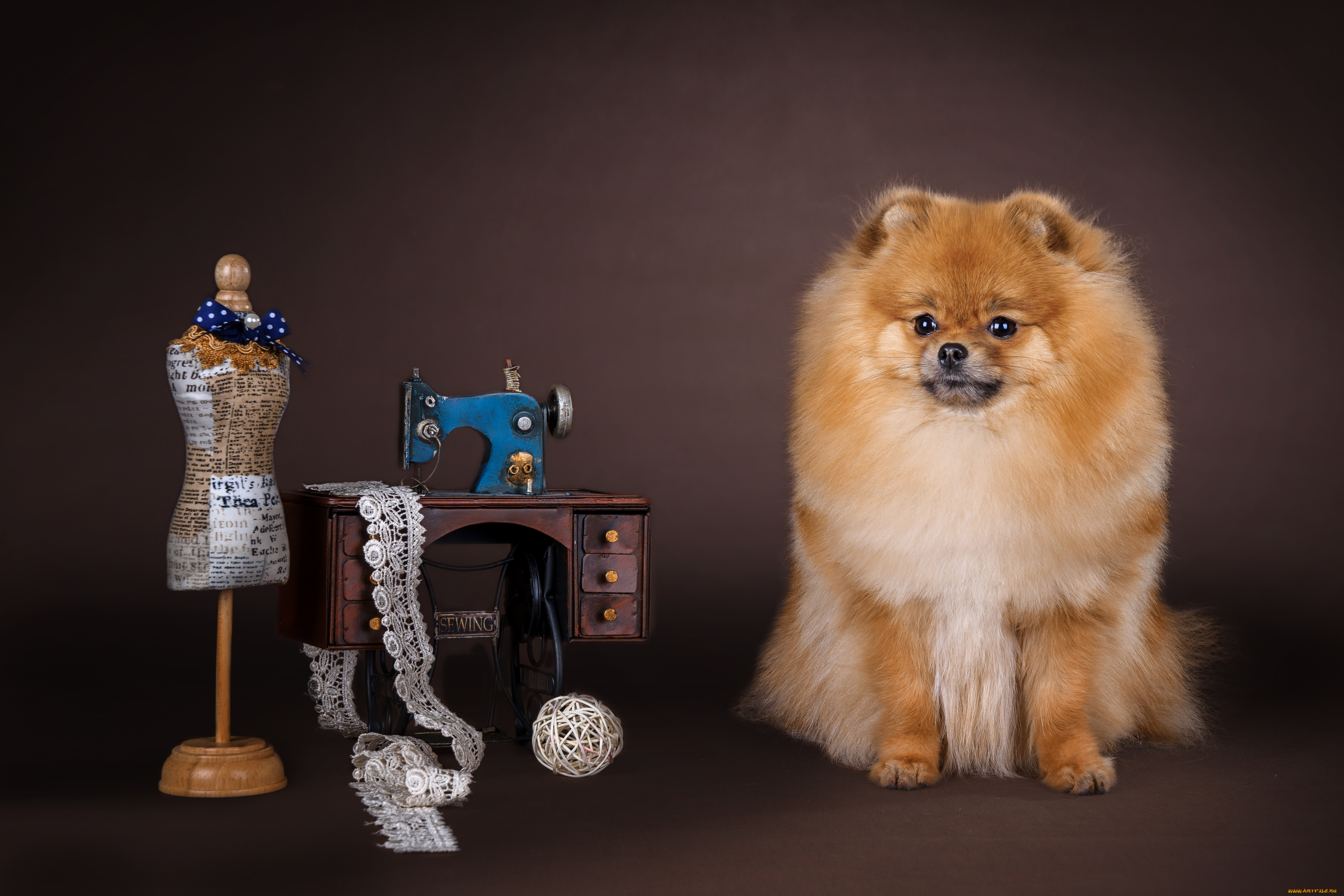 животные, собаки, шпиц