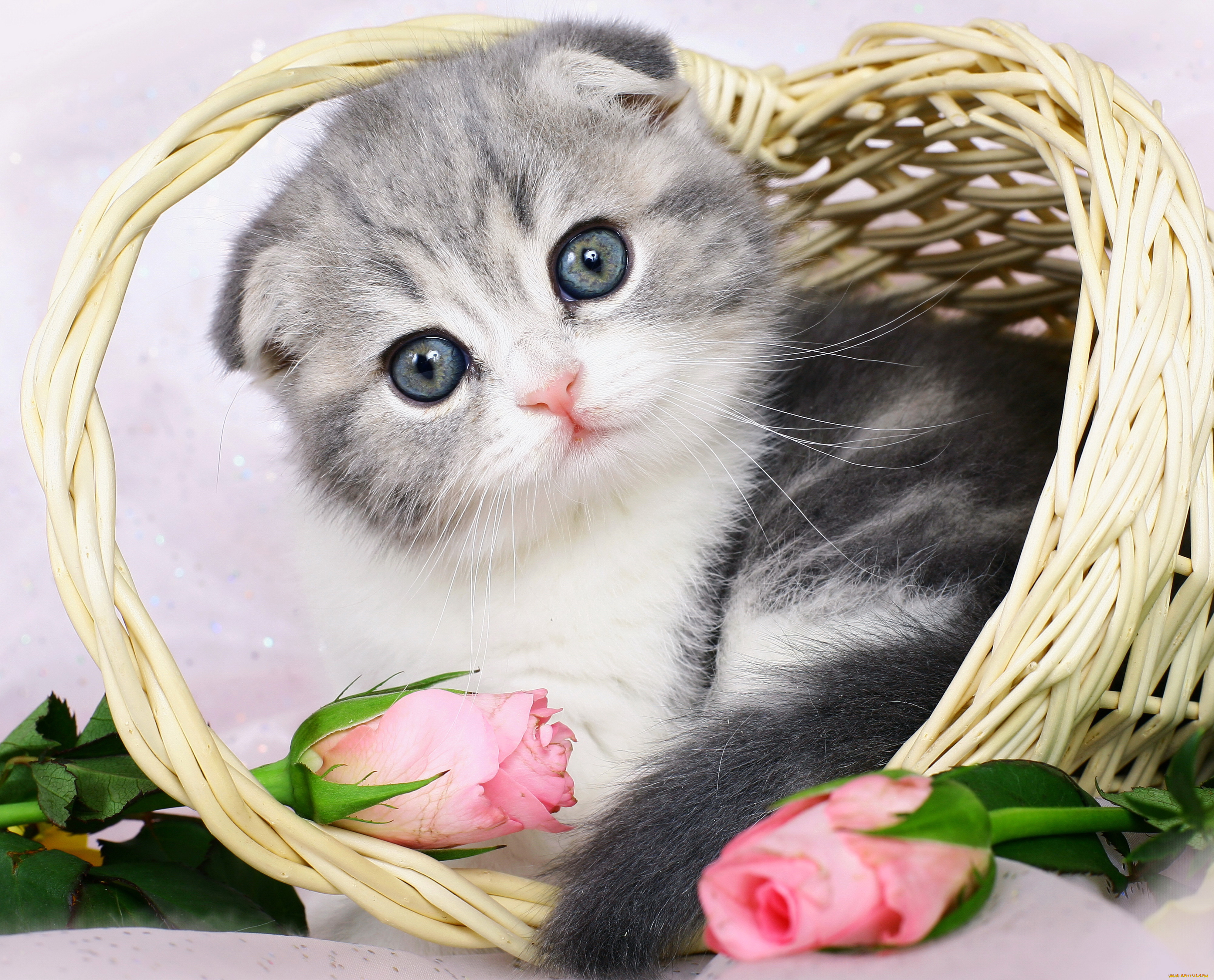 шотландский, вислоухий, котёнок, животные, коты, котёнок, розы, корзинка