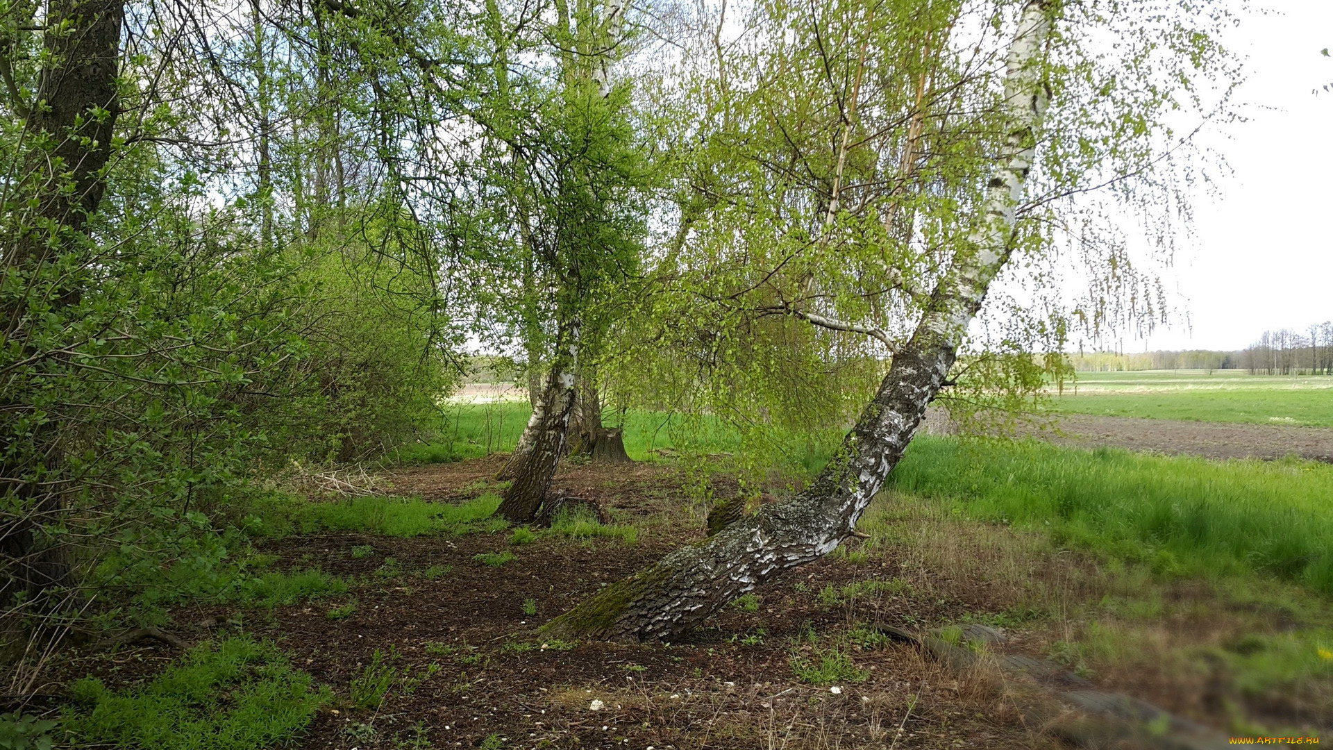 природа, деревья, березки