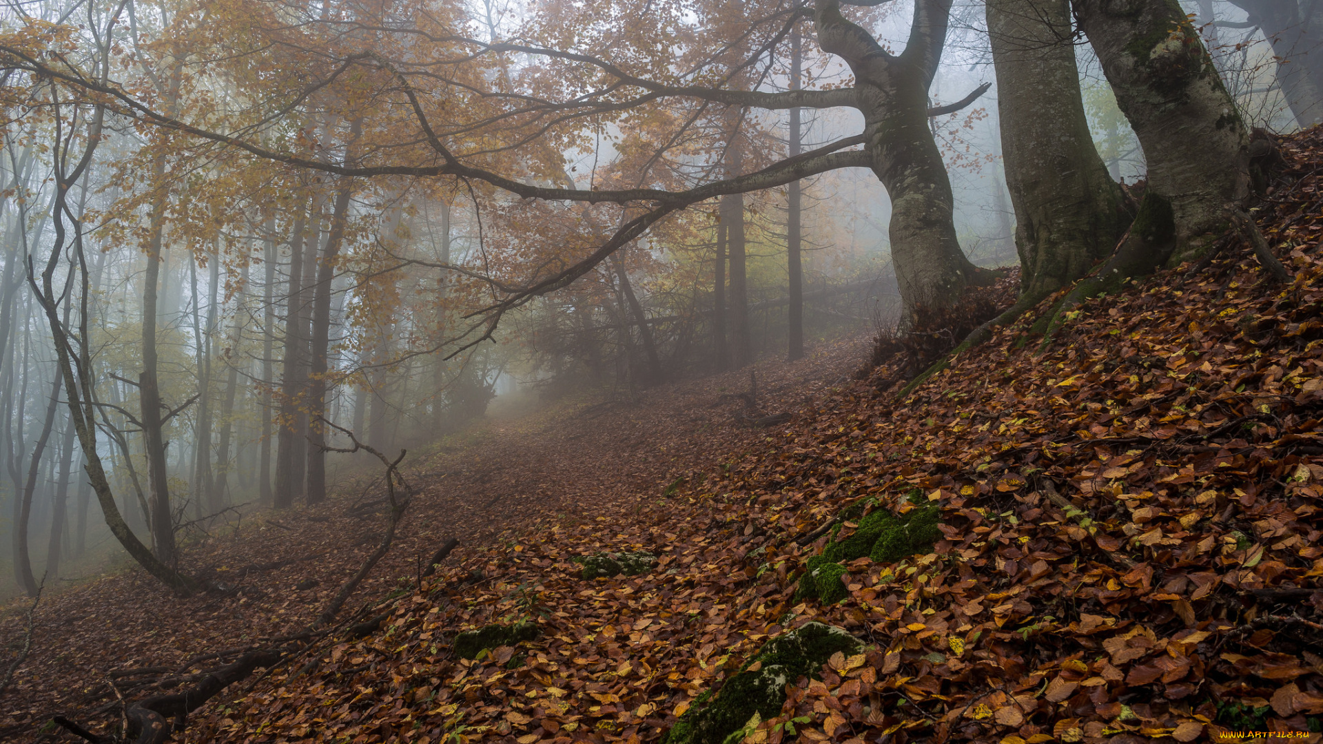 природа, лес, осень, туман