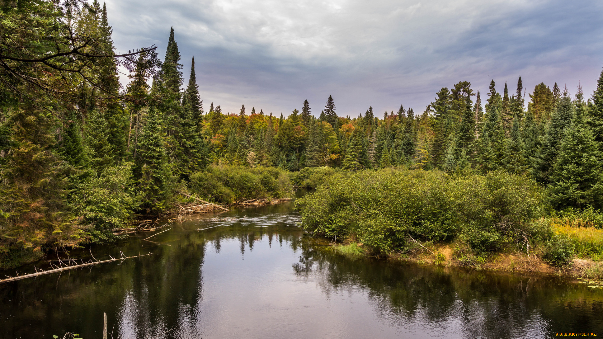 природа, реки, озера, лес, река