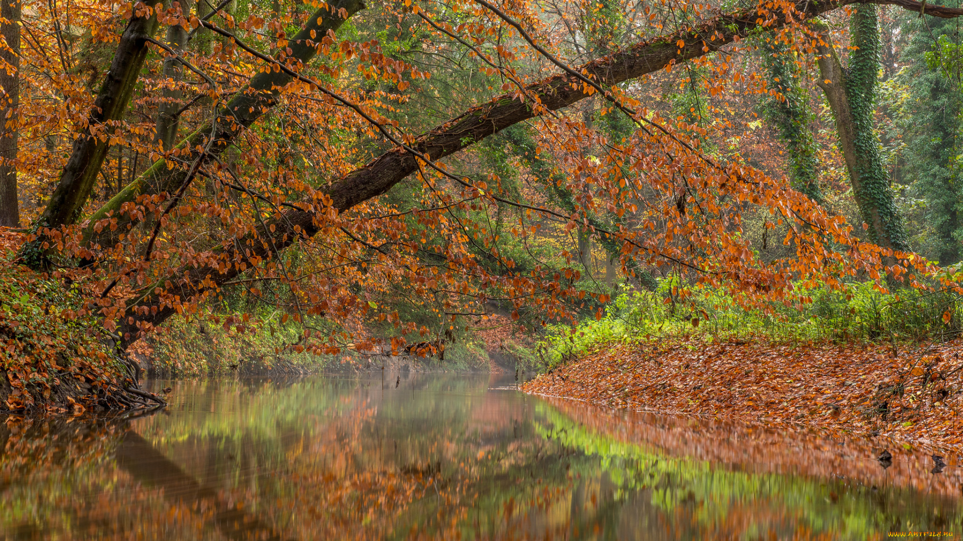 природа, реки, озера, река, лес