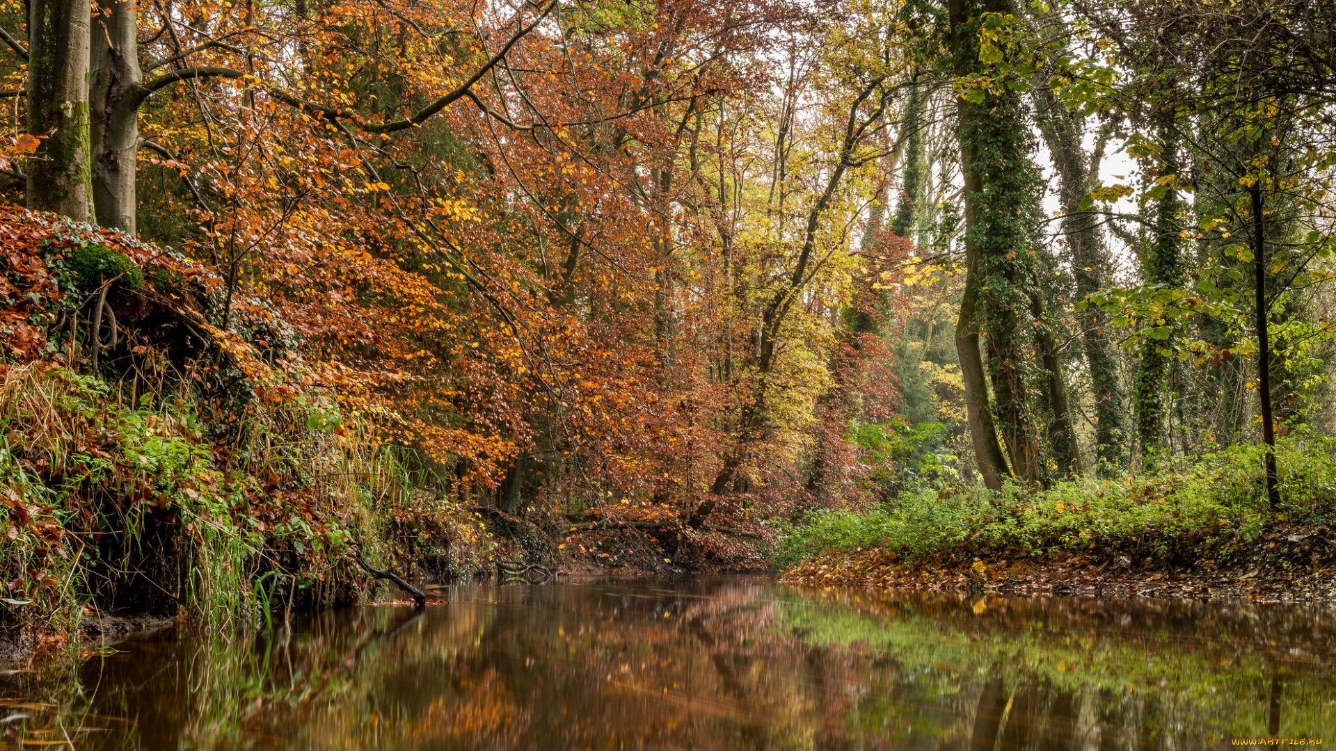 природа, реки, озера, река, лес