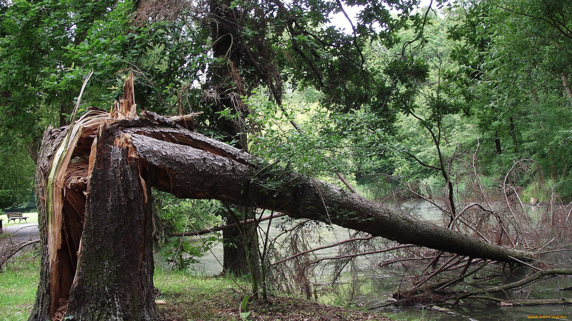 природа, реки, озера, сломанное, дерево, ствол