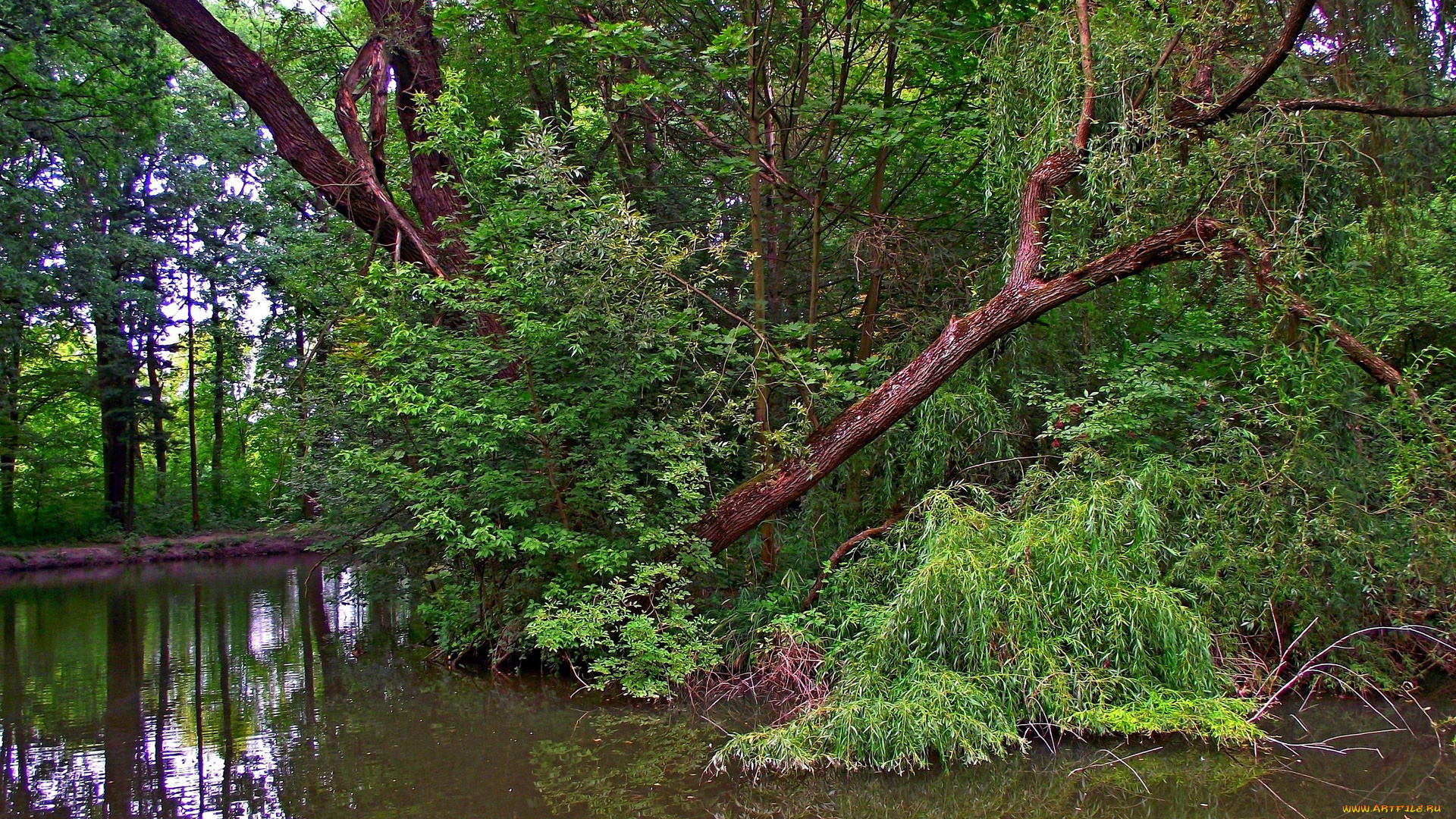 природа, реки, озера, вода, деревья