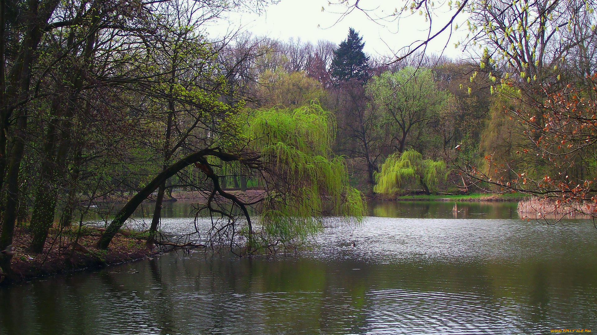 природа, реки, озера, вода, деревья, весна