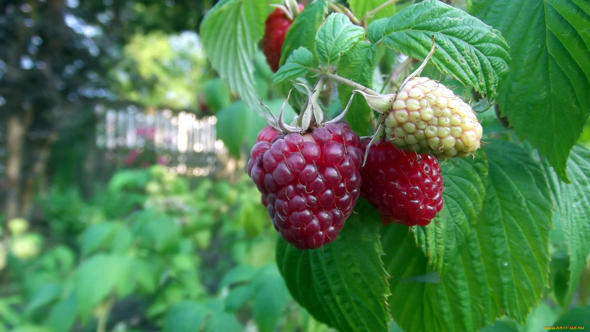 природа, Ягоды, малина