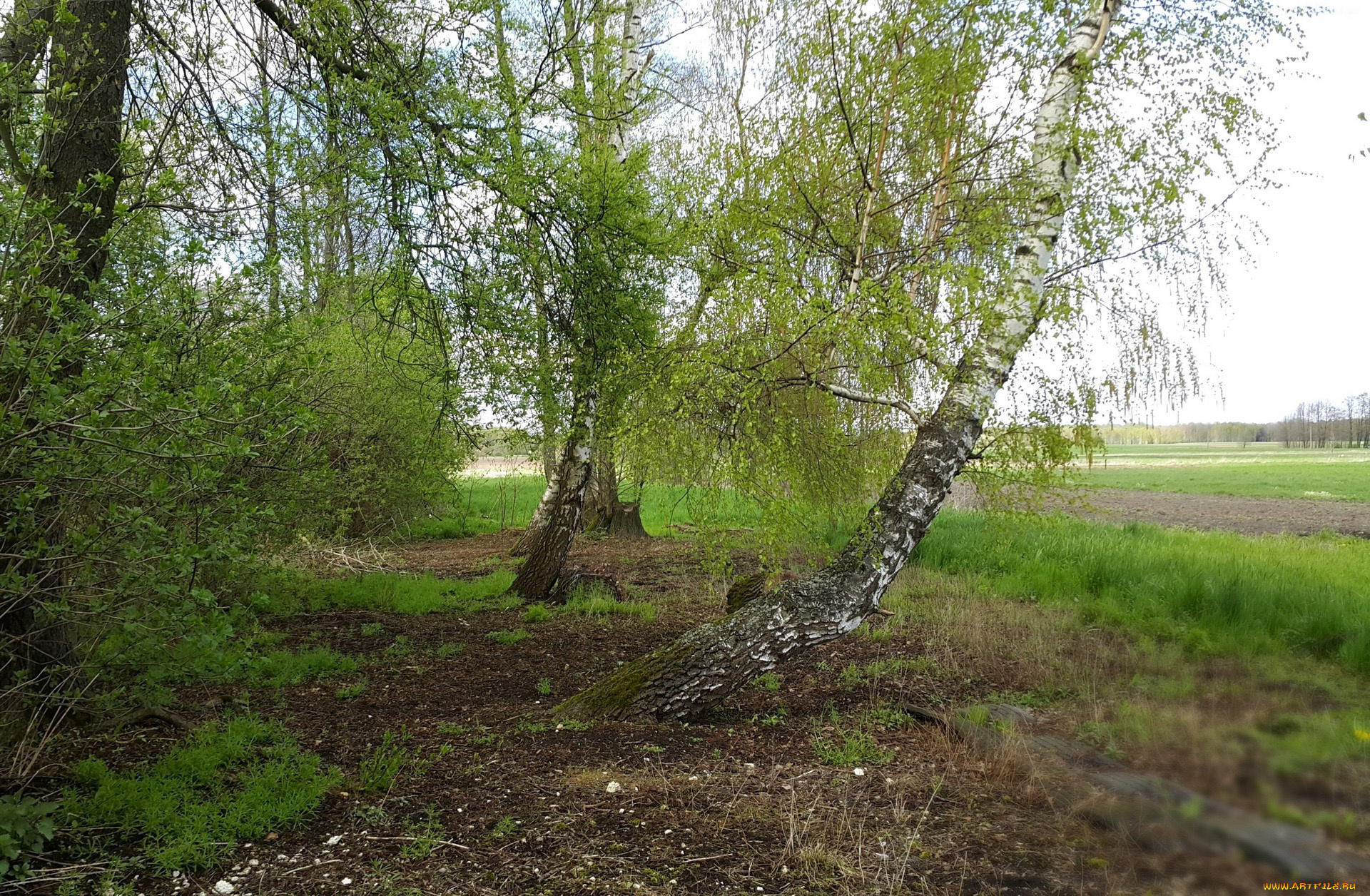 природа, деревья, березки