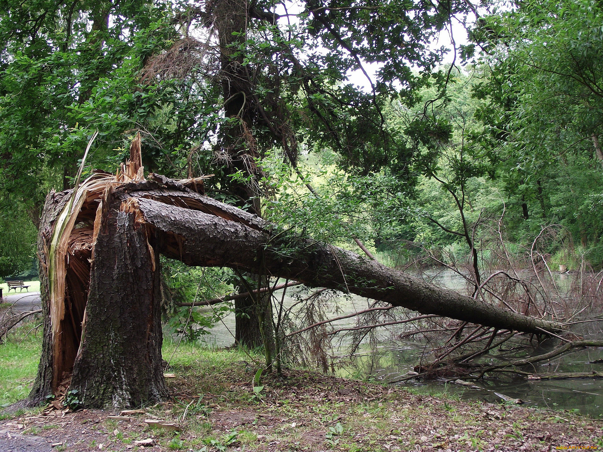 природа, реки, озера, сломанное, дерево, ствол