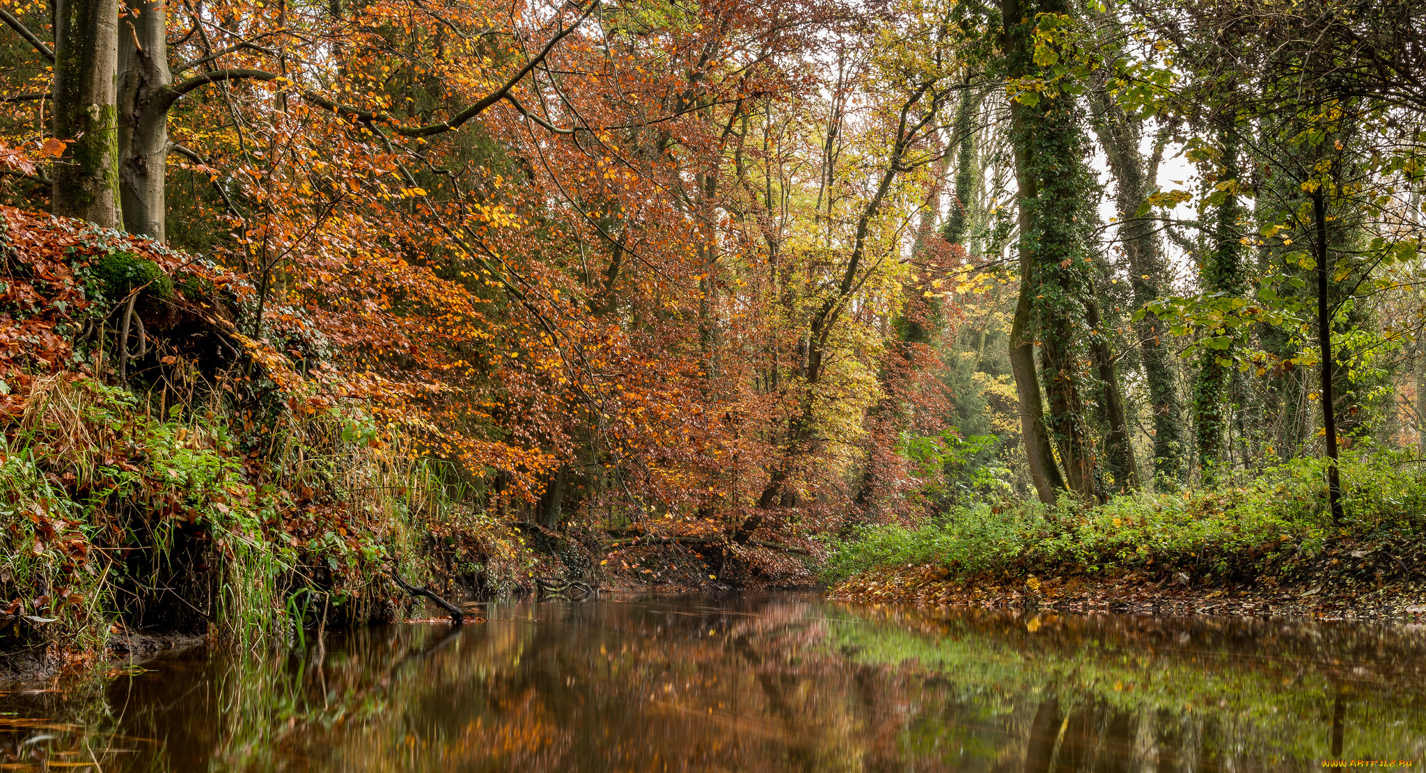 природа, реки, озера, река, лес