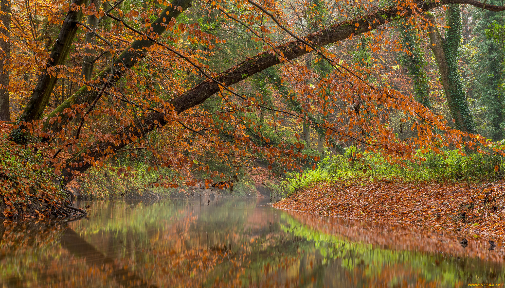 природа, реки, озера, река, лес