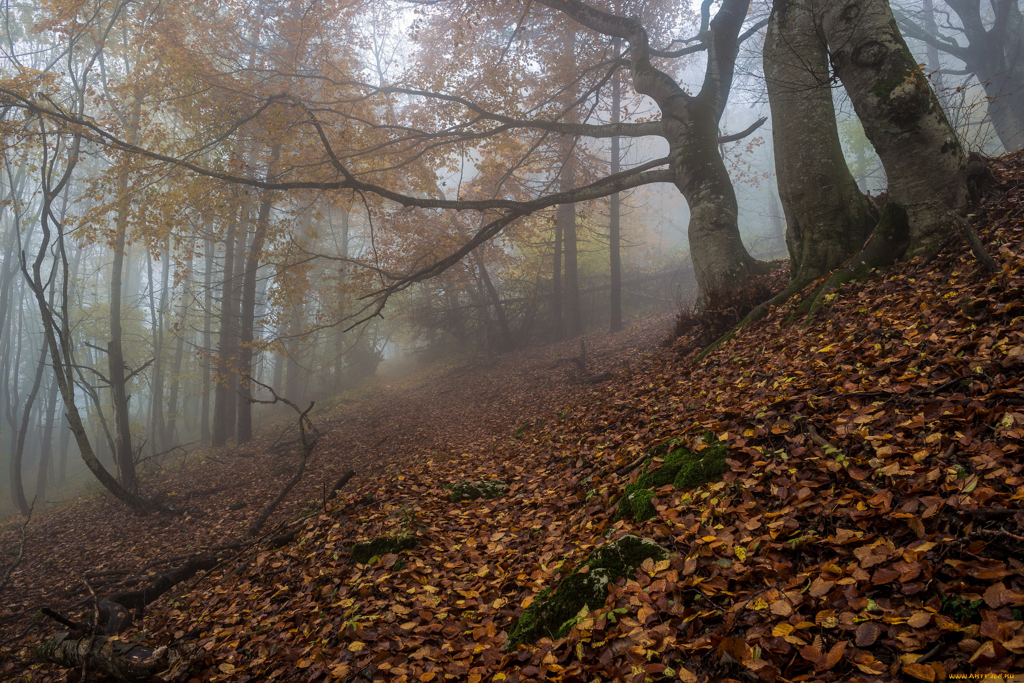 природа, лес, осень, туман