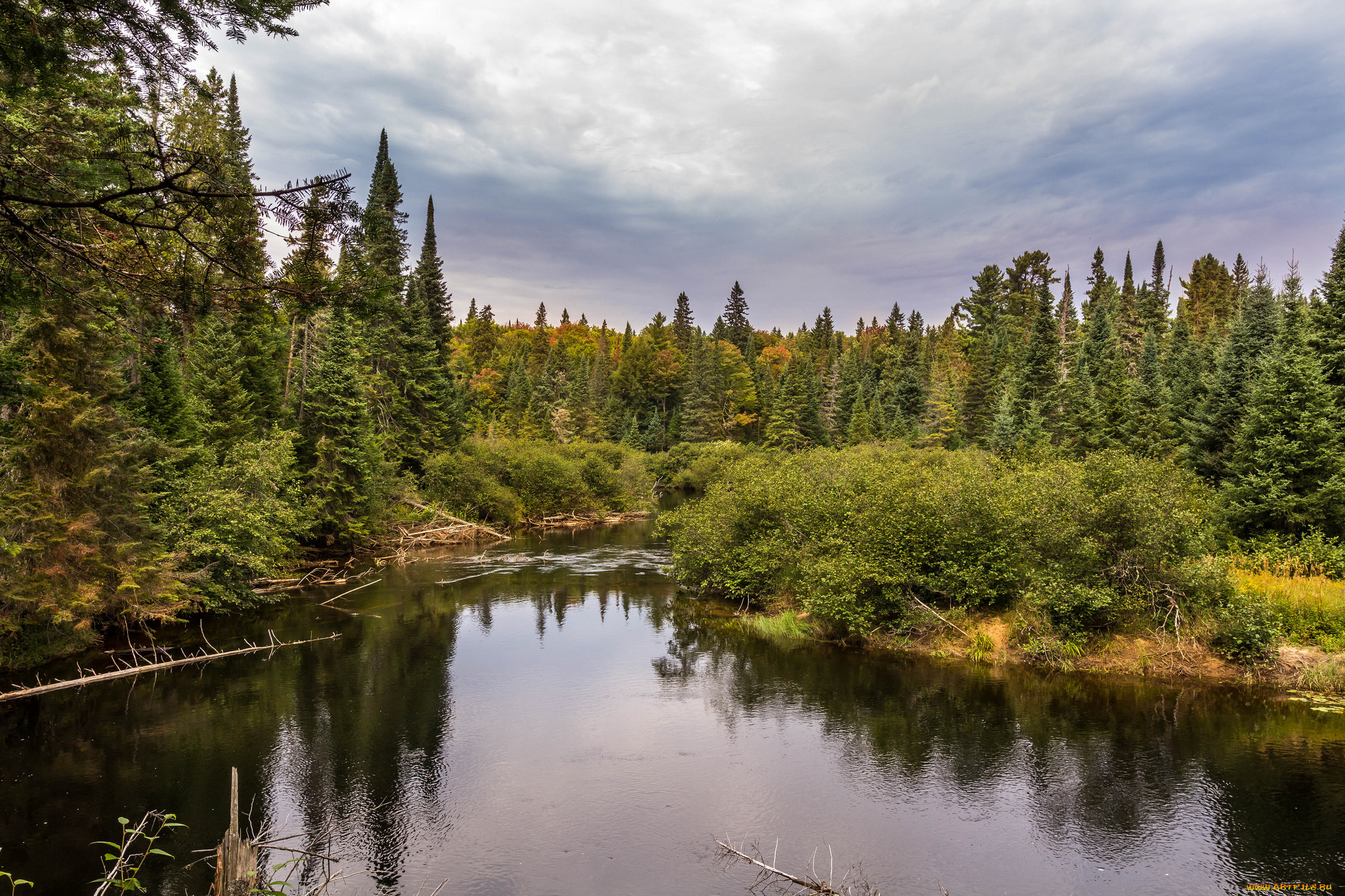 природа, реки, озера, лес, река