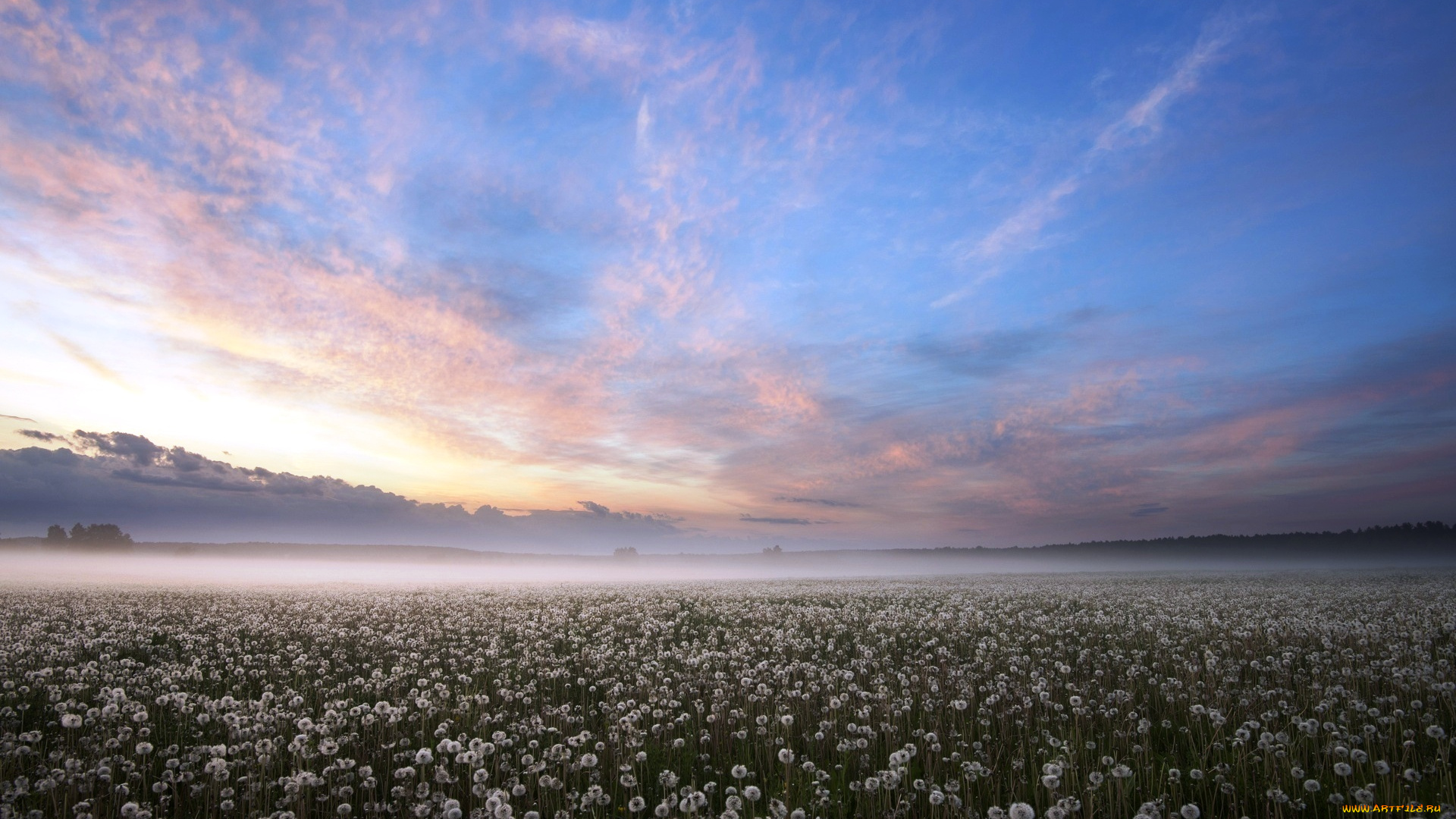 калужская, область, , россия, природа, луга, небо, луг, рассвет, облака, одуванчики, туман