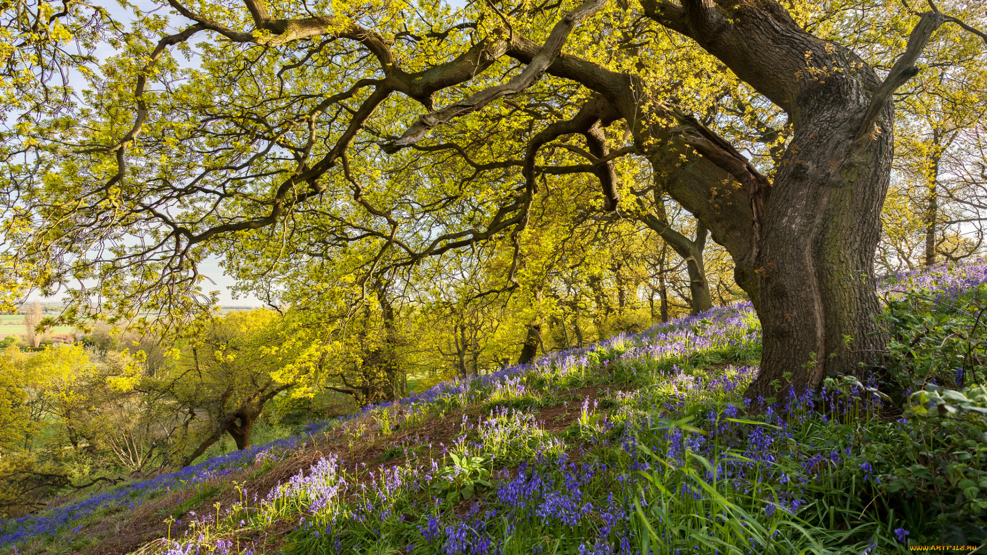 природа, деревья, крона
