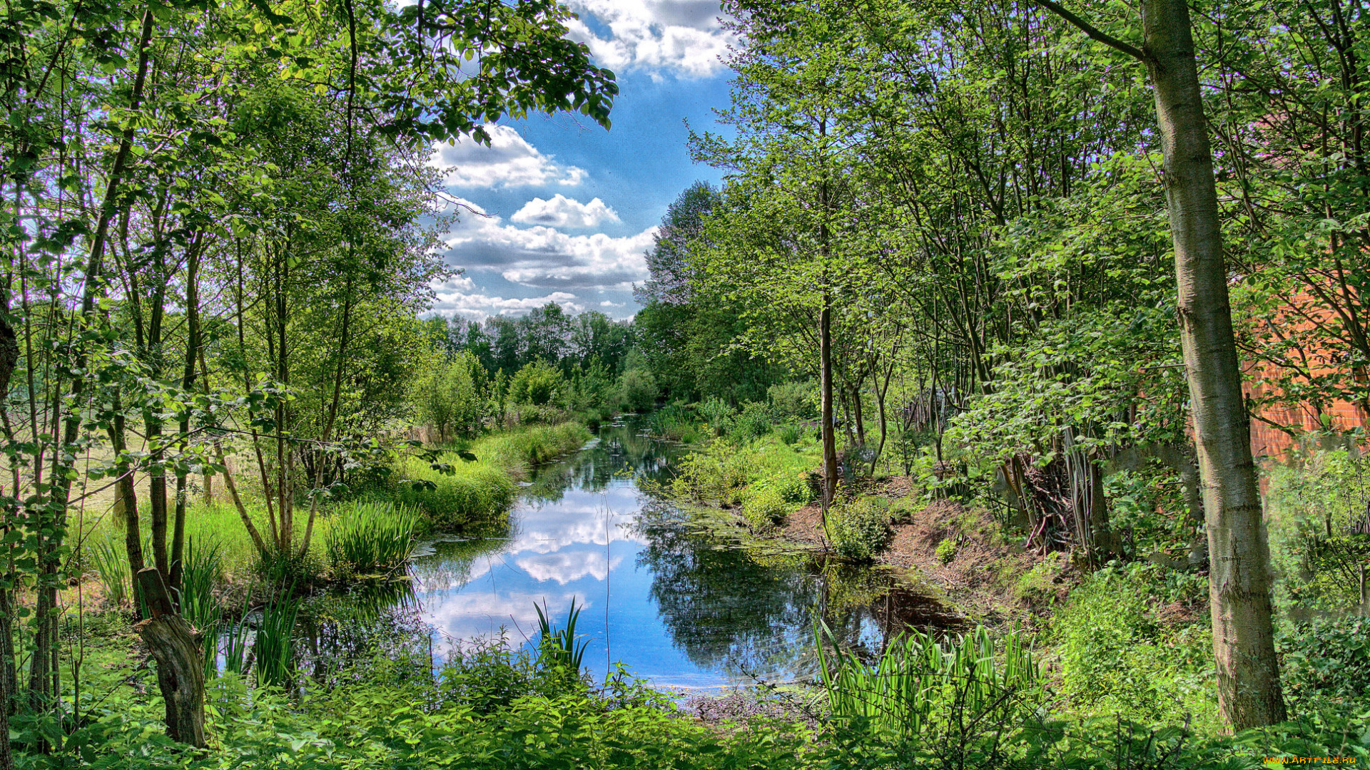 природа, реки, озера, река, лес