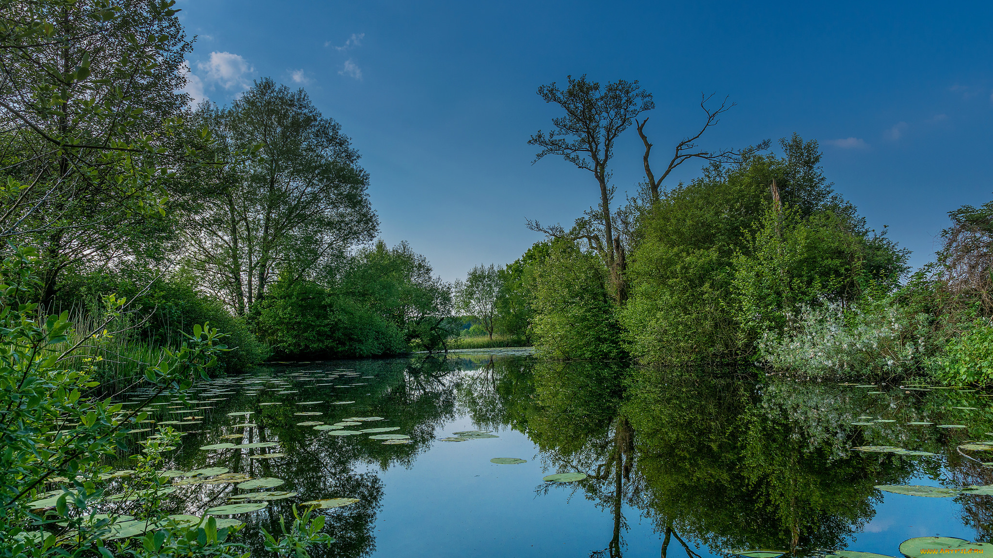 природа, реки, озера, река, лес