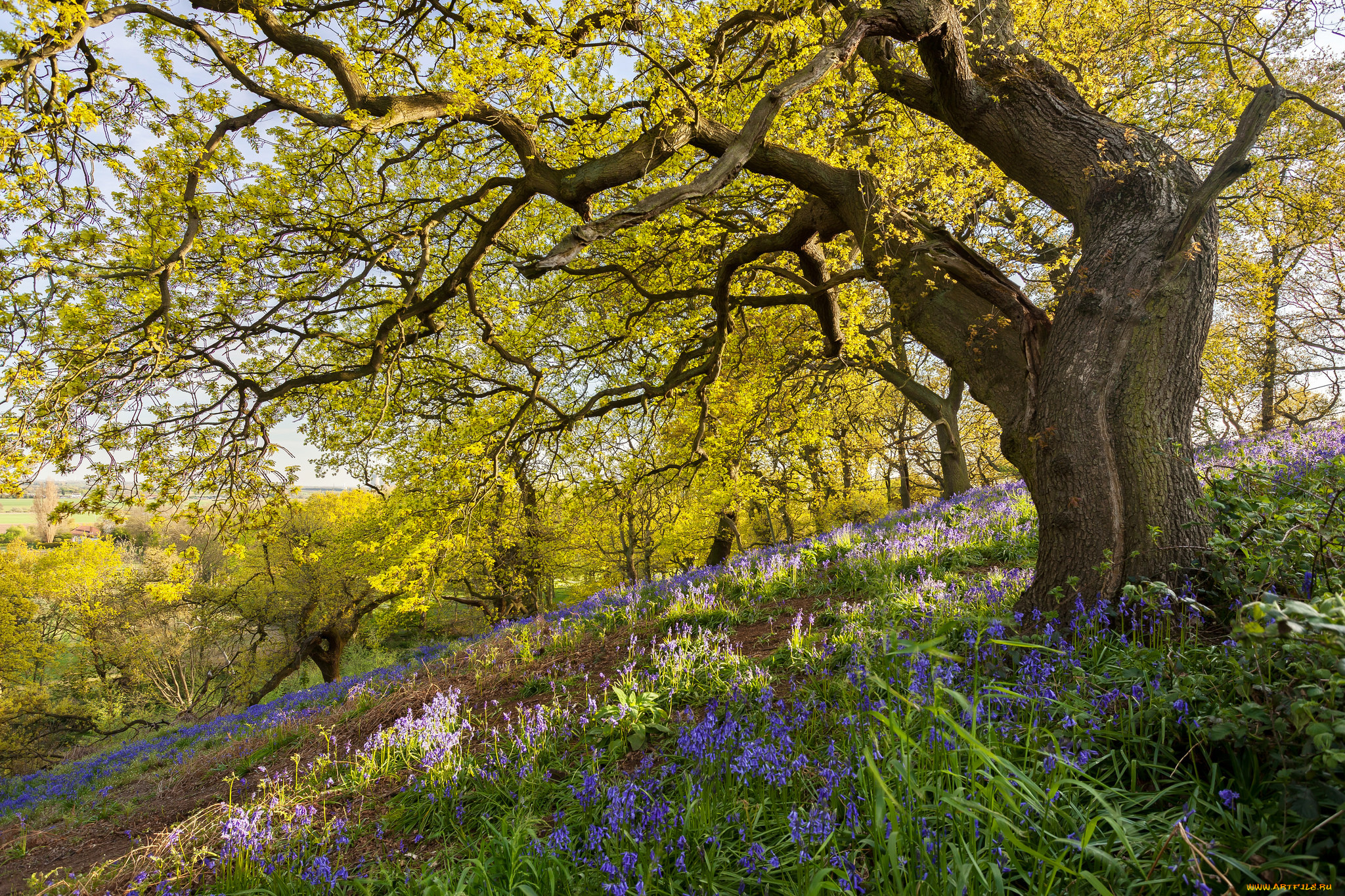 природа, деревья, крона