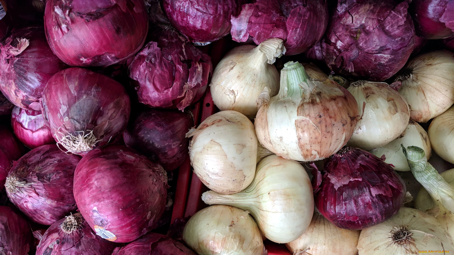еда, лук, ассорти, белый, красный