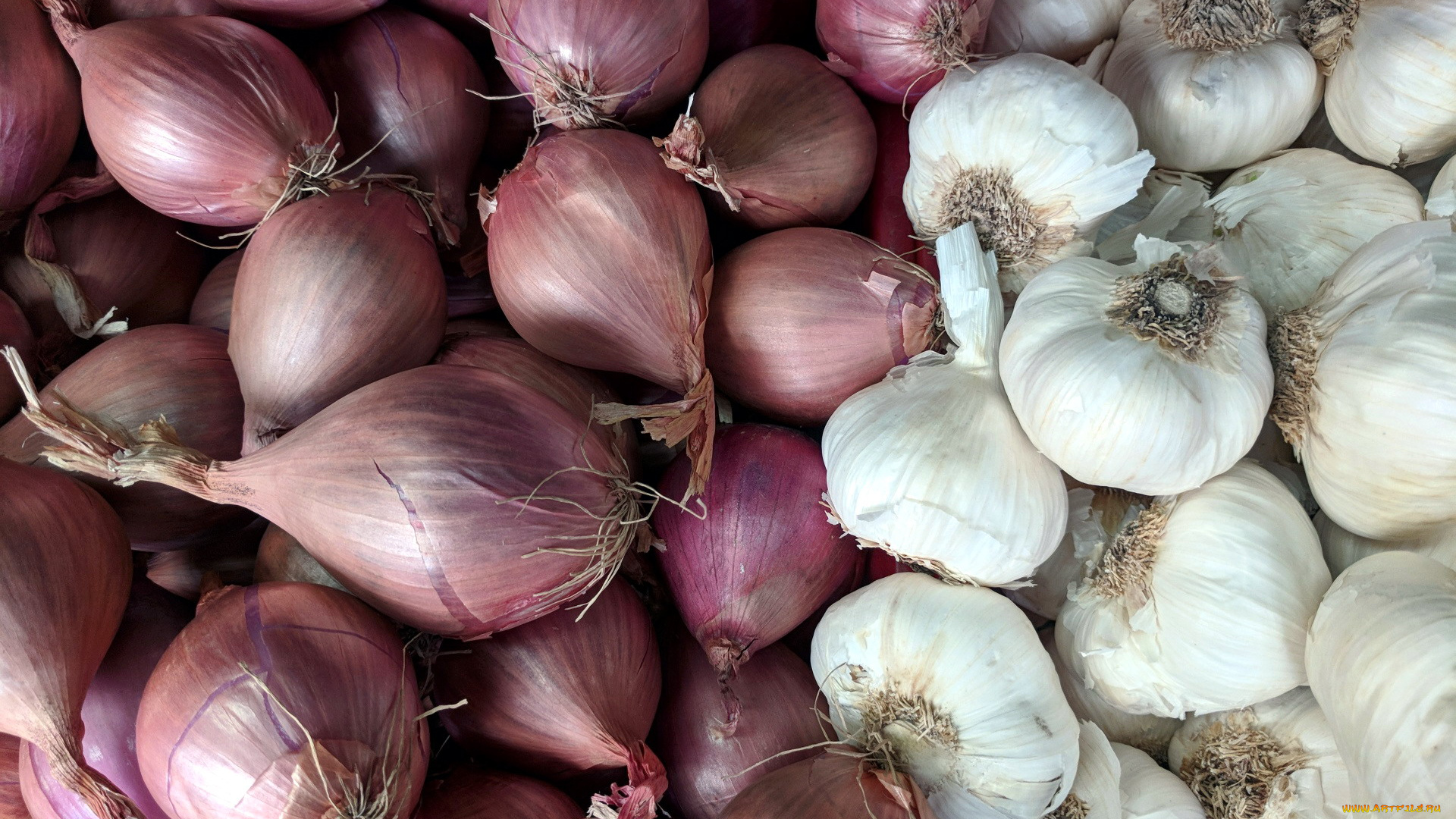 еда, овощи, чеснок, лук