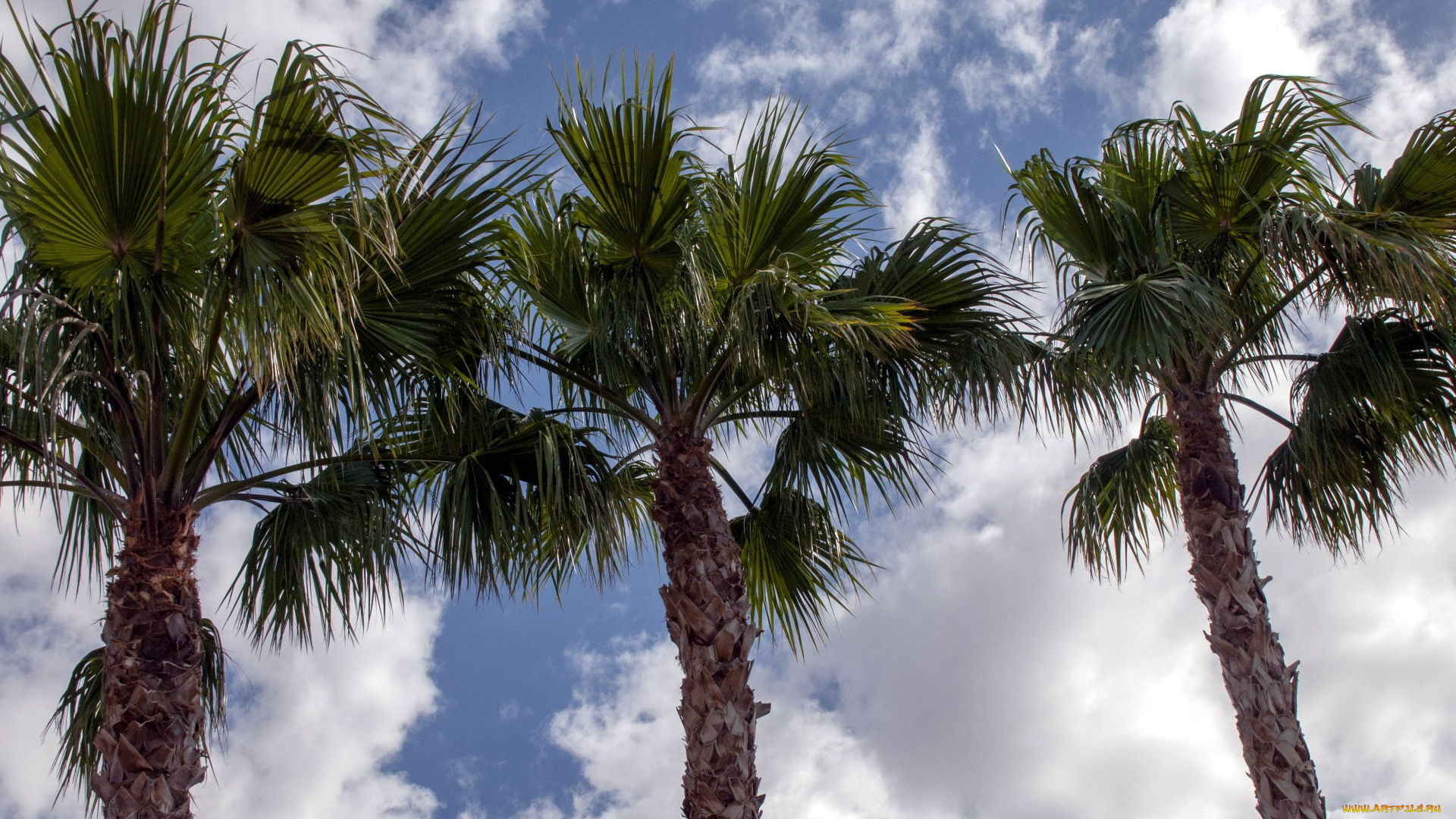 природа, деревья, пальмы