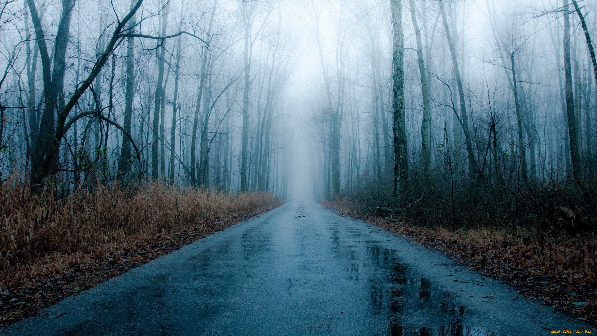 природа, дороги, шоссе, дорога, мокрая, осень